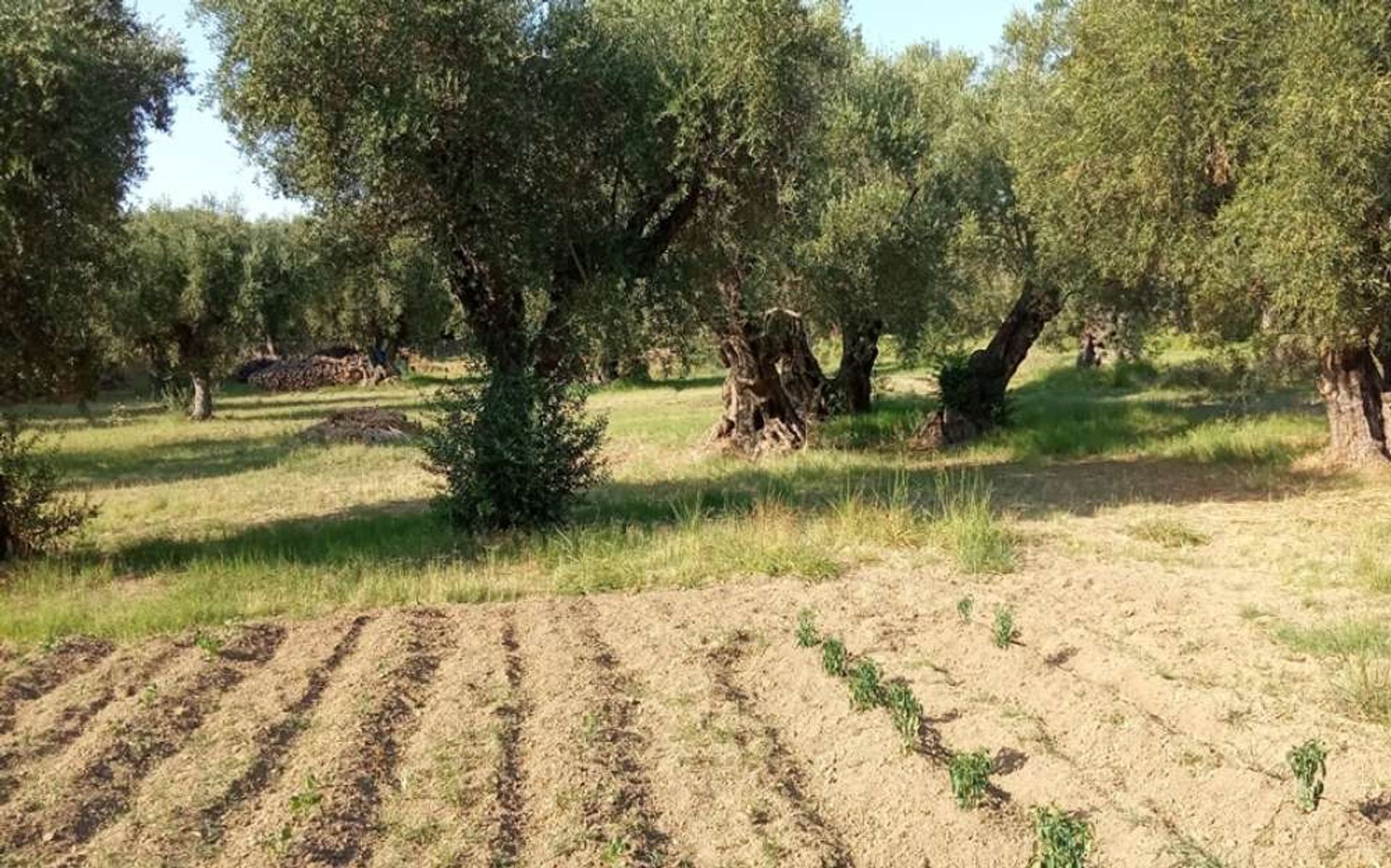 Tierra en Zakynthos, Zakinthos 10086632