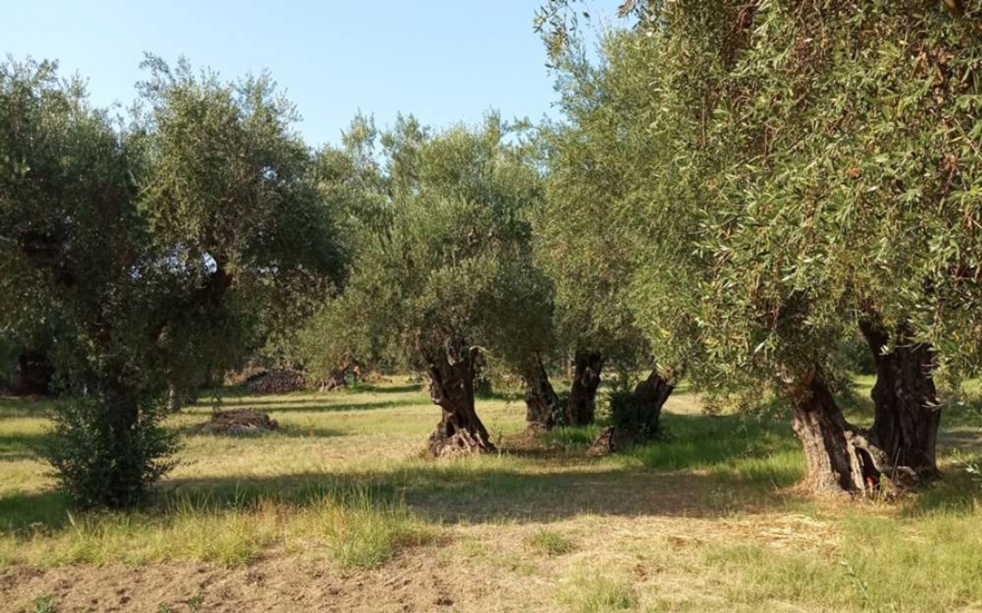 Tierra en Zakynthos, Zakinthos 10086632