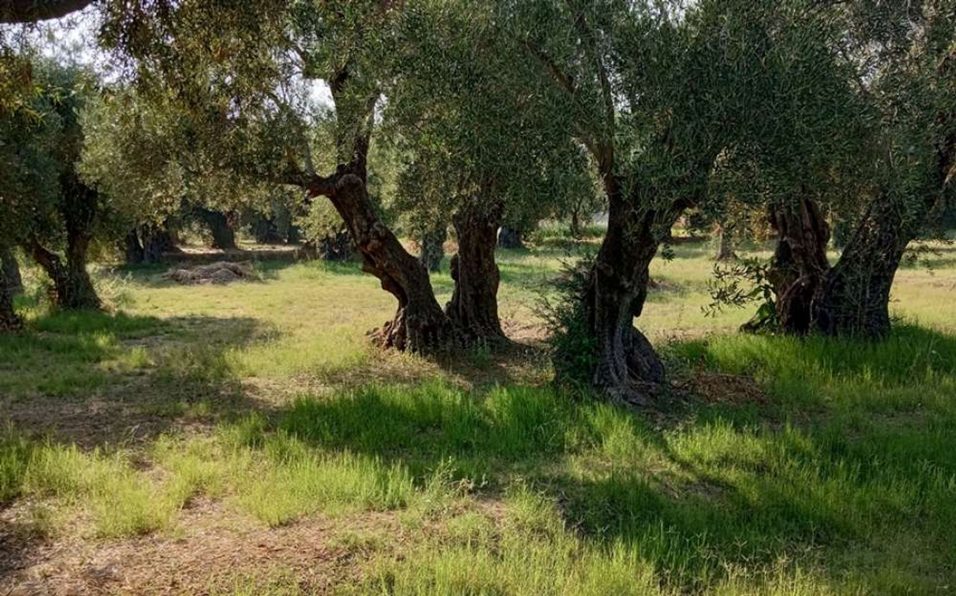 Tierra en bochalí, Jonia Nisia 10086632