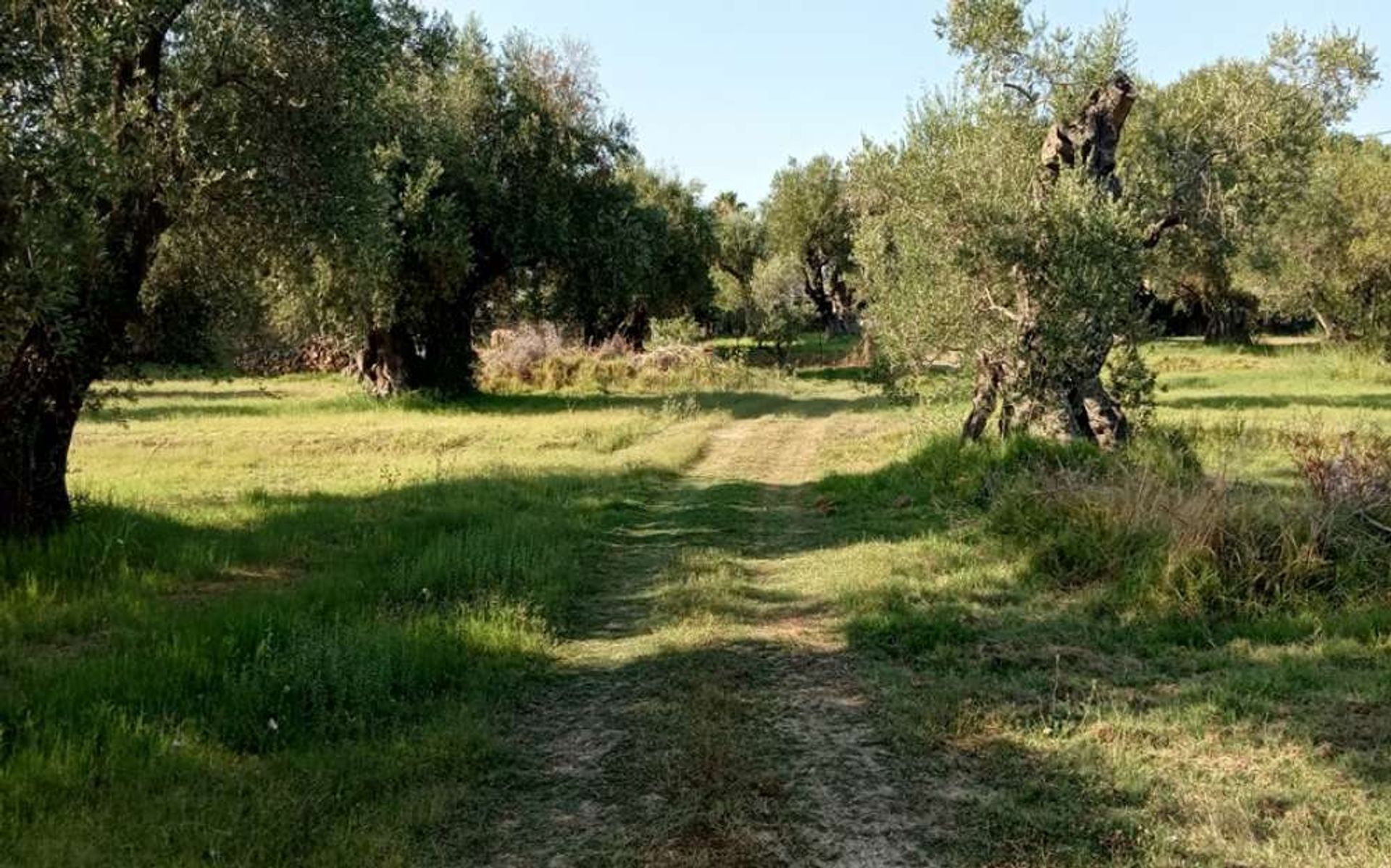 Tierra en bochalí, Jonia Nisia 10086632