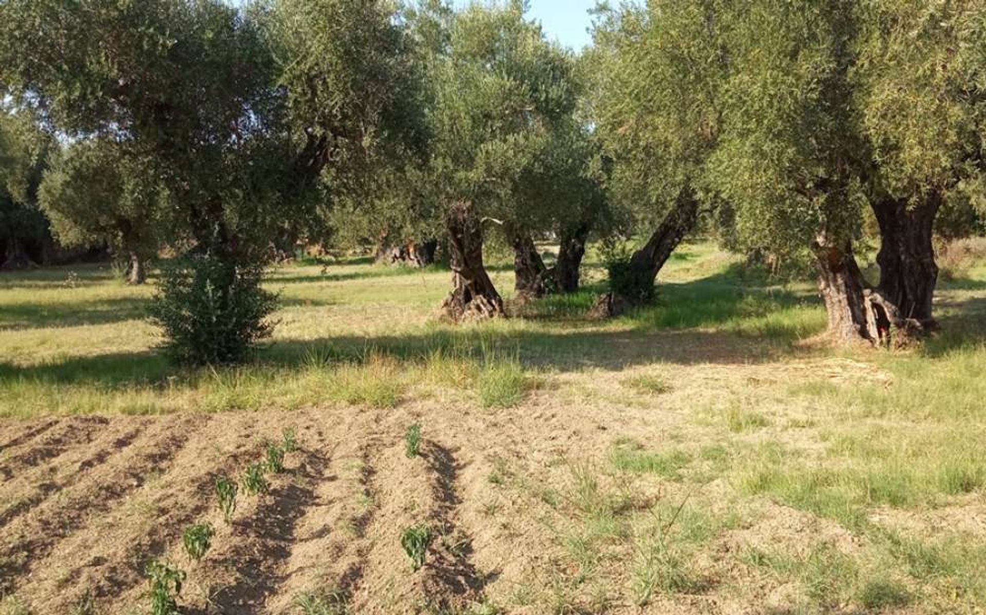 Tierra en Zakynthos, Zakinthos 10086632