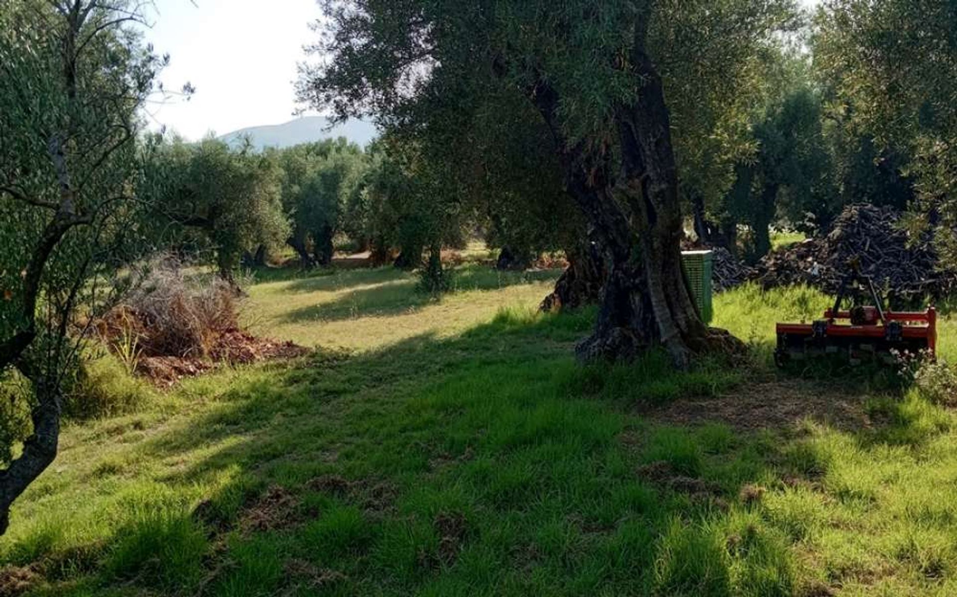 Tierra en Zakynthos, Zakinthos 10086632