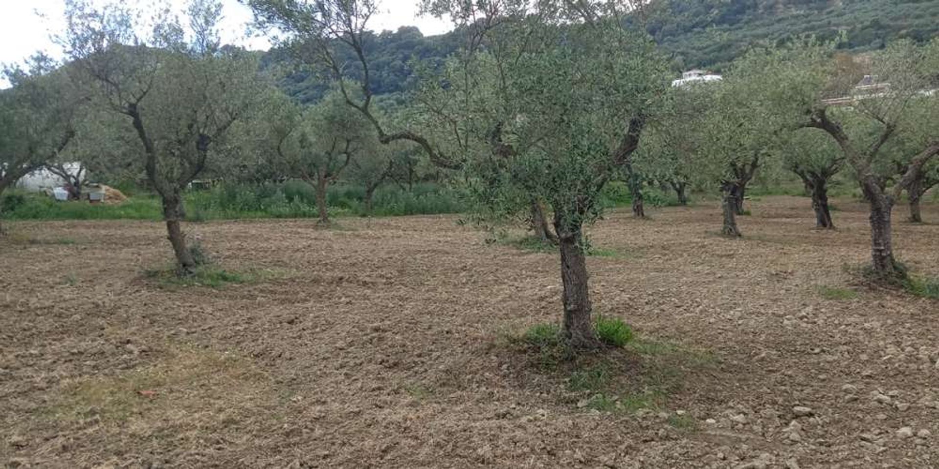 Tanah dalam Zakynthos, Zakinthos 10086635