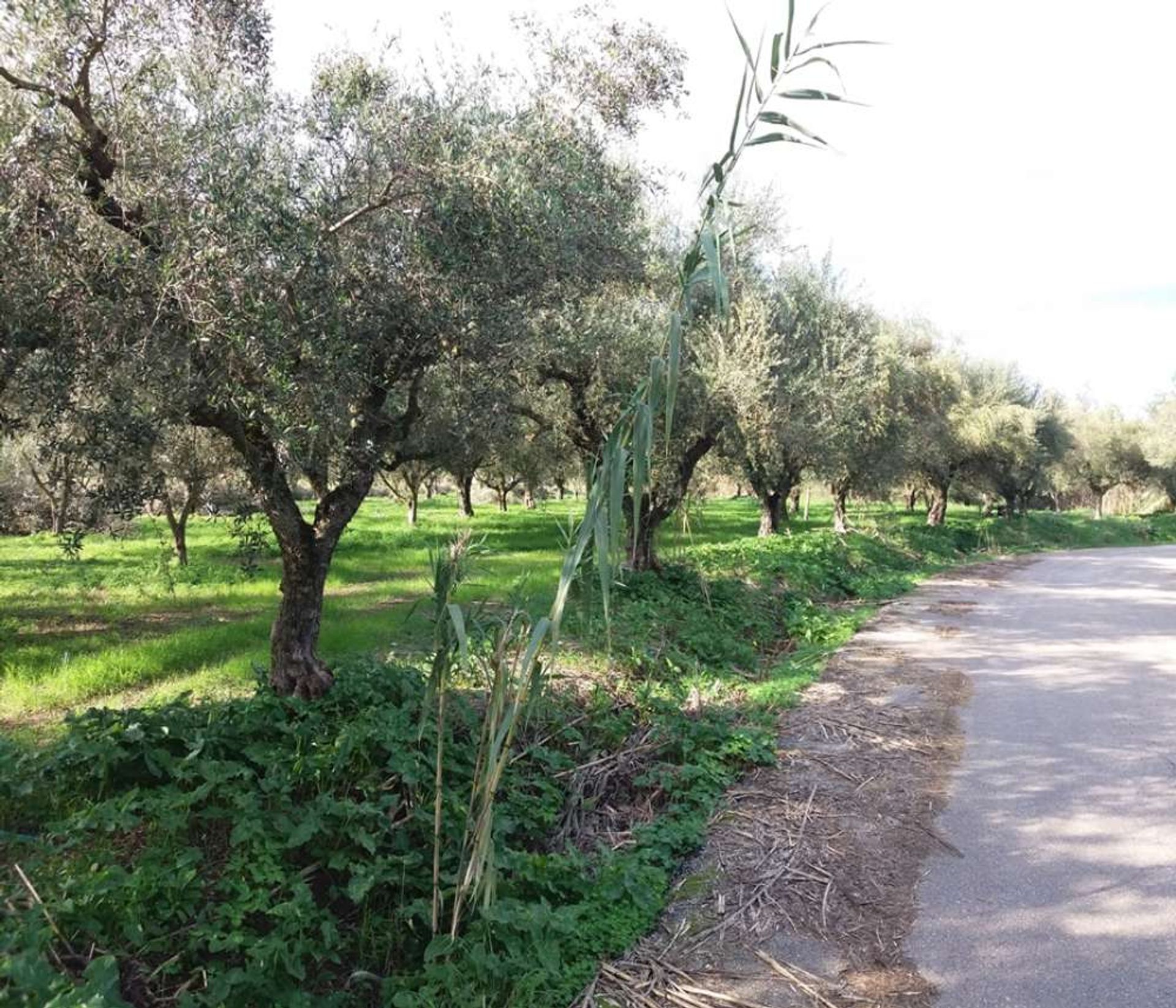 Land i Zakynthos, Zakinthos 10086637