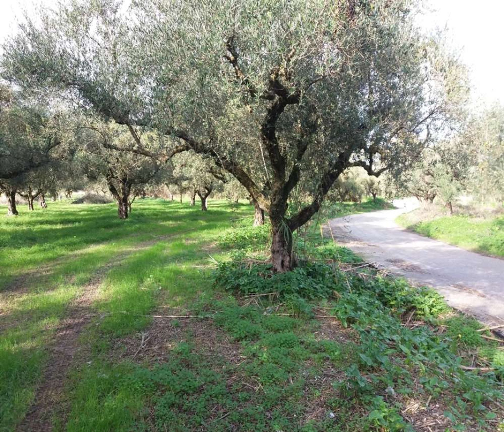 Land im Zakynthos, Zakinthos 10086637