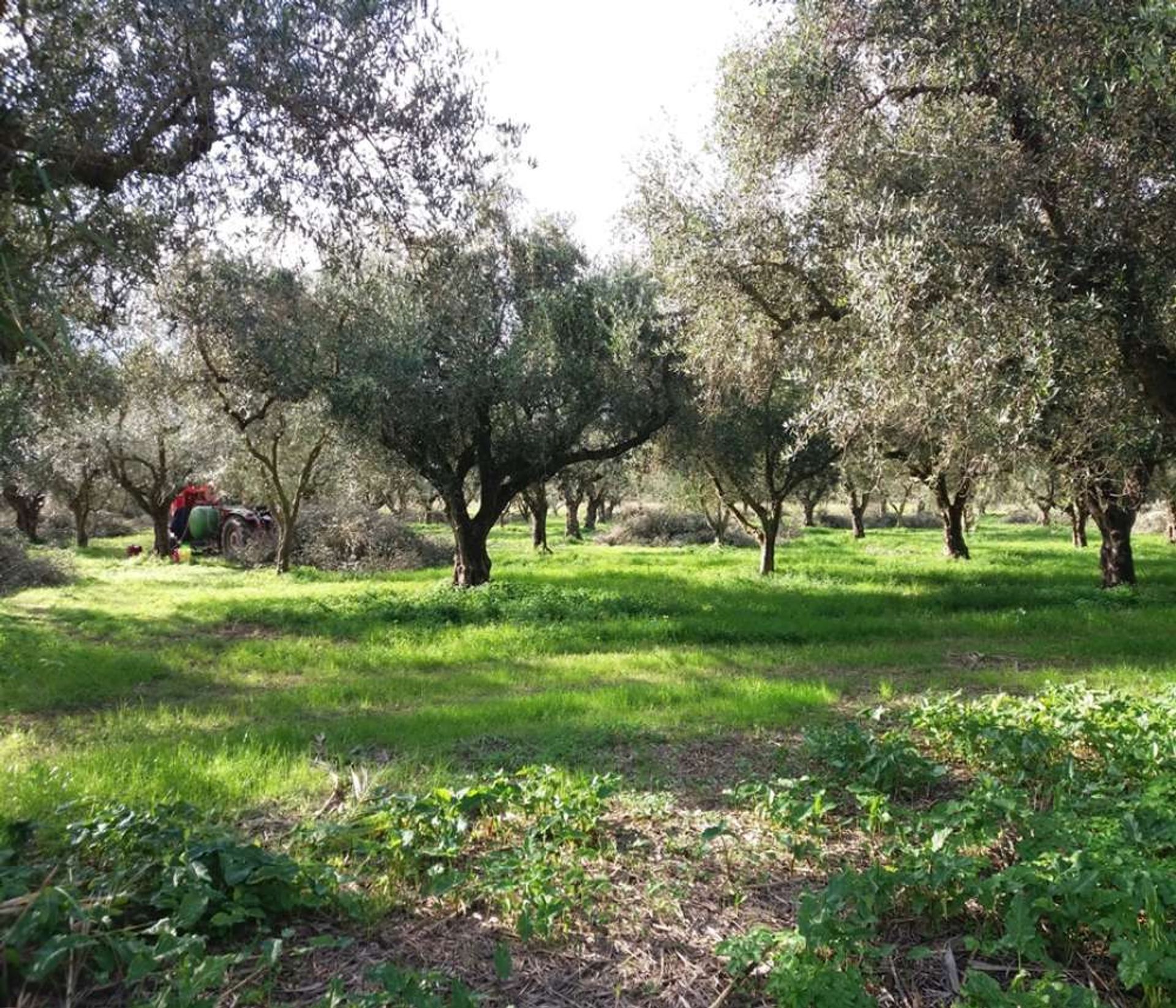 Terra no Zakynthos, Zakinthos 10086637