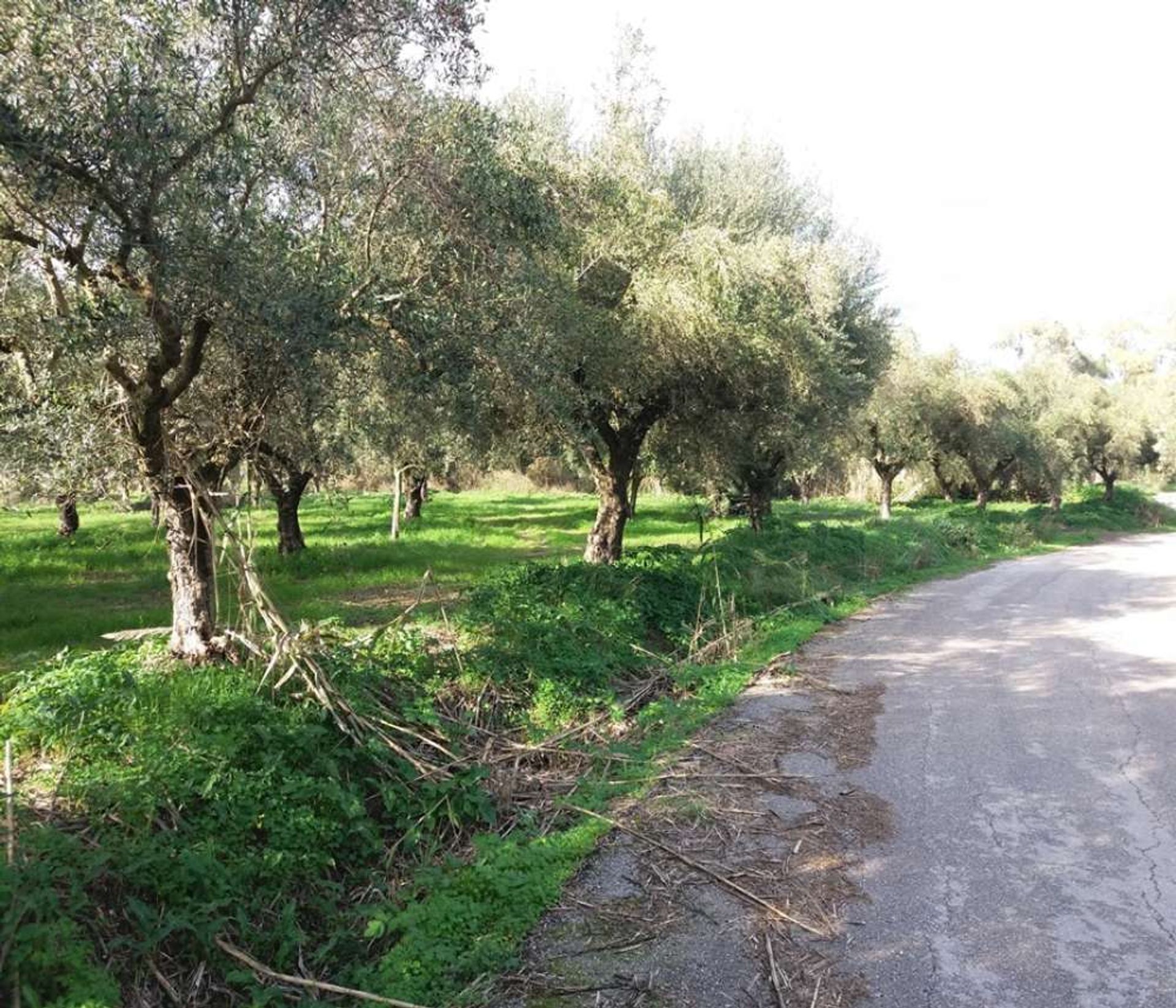 Land im Zakynthos, Zakinthos 10086637