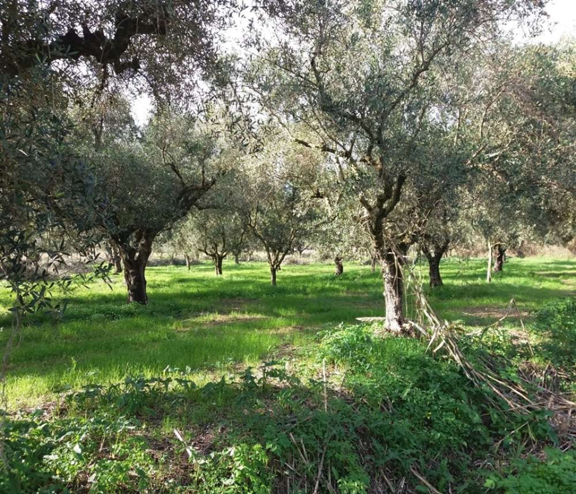 土地 在 Zakynthos, Zakinthos 10086637