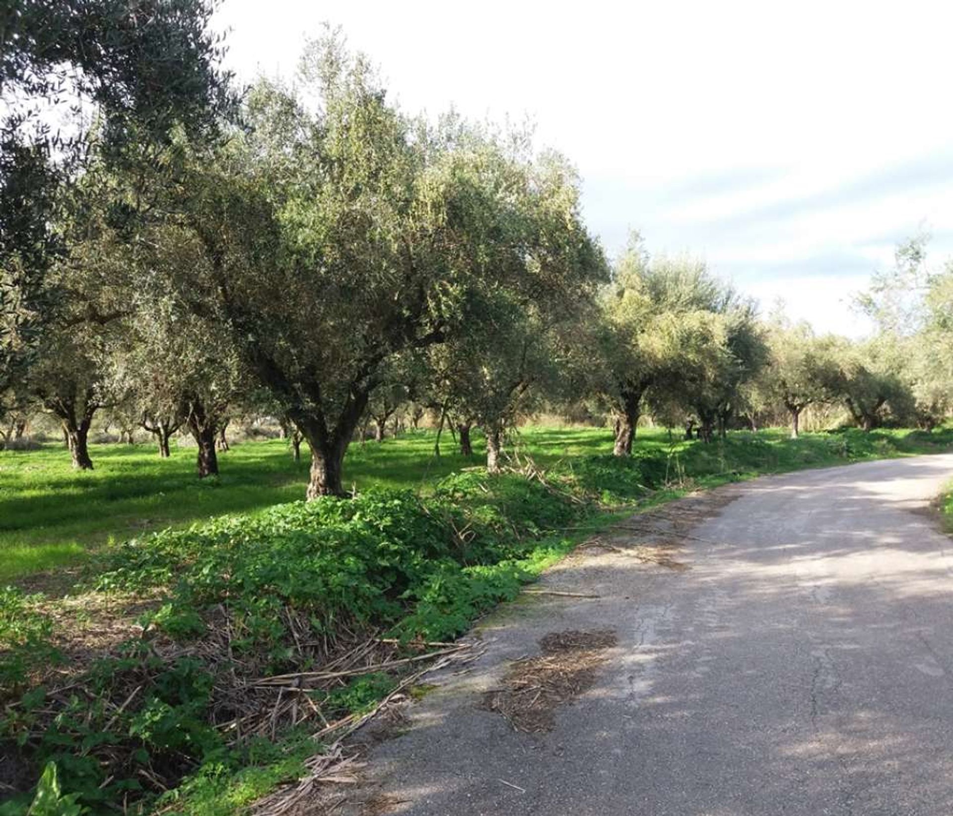 Land im Zakynthos, Zakinthos 10086637