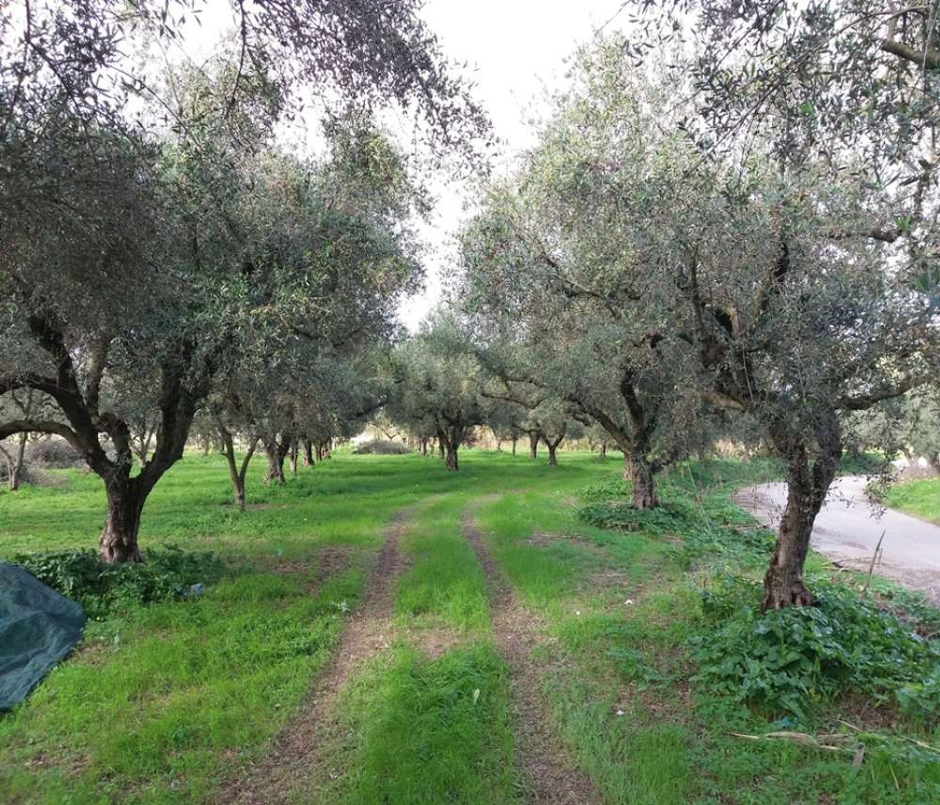 Земельные участки в Zakynthos, Zakinthos 10086637