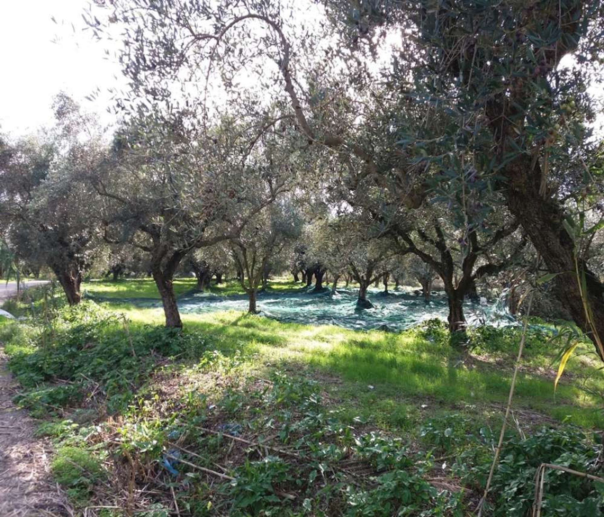 Land im Zakynthos, Zakinthos 10086637