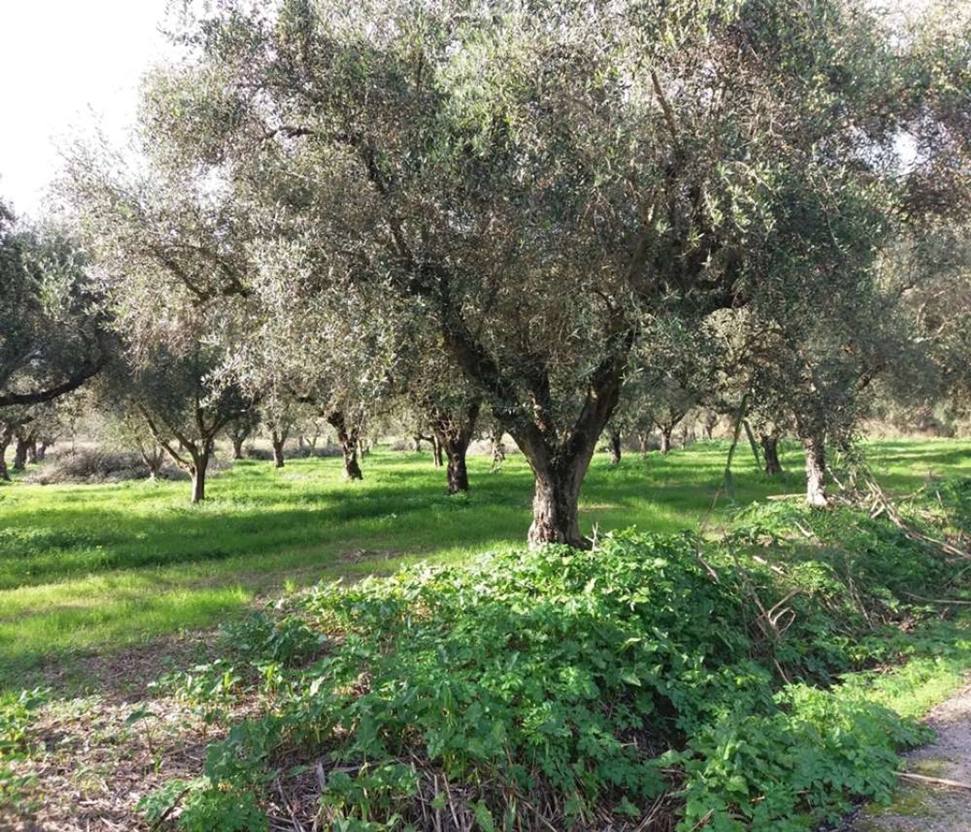 Land im Zakynthos, Zakinthos 10086637