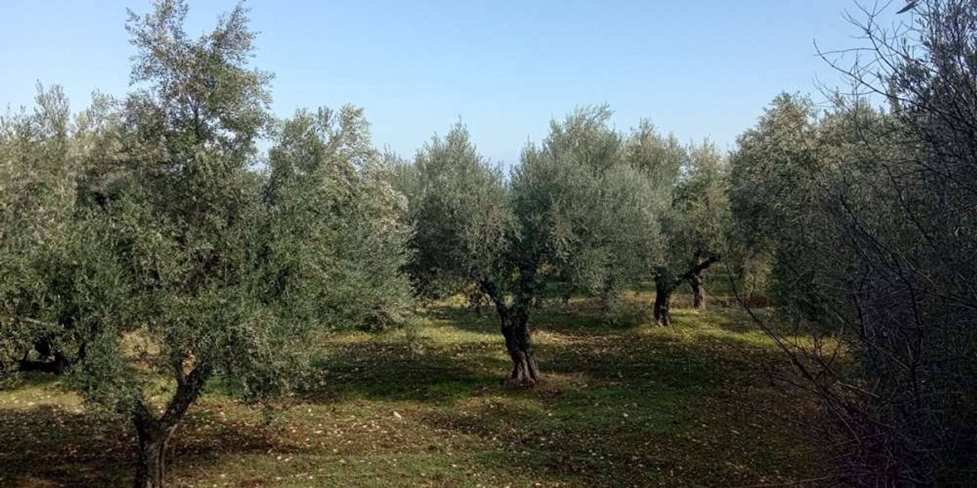 Tierra en bochalí, Jonia Nisia 10086638