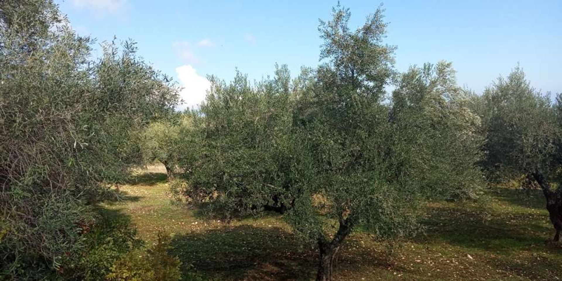 الأرض في Zakynthos, Zakinthos 10086638