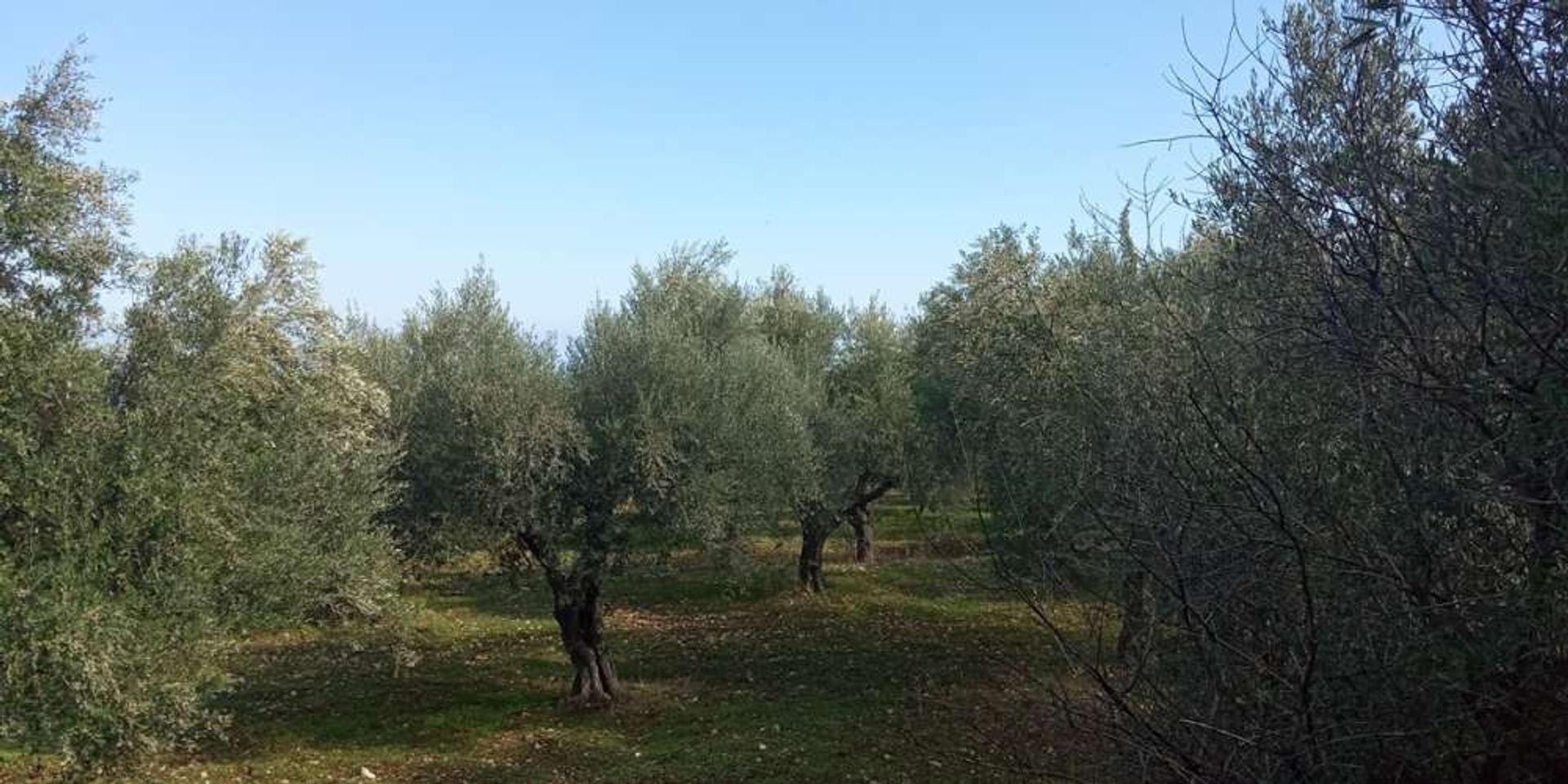 الأرض في Zakynthos, Zakinthos 10086638