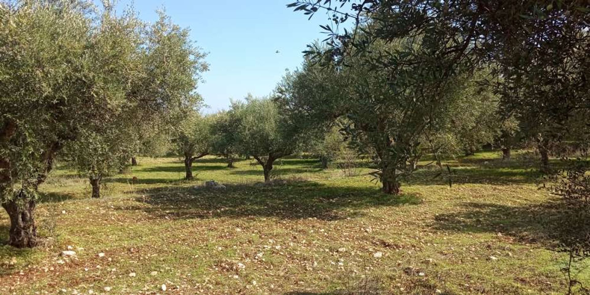 Земля в Zakynthos, Zakinthos 10086638