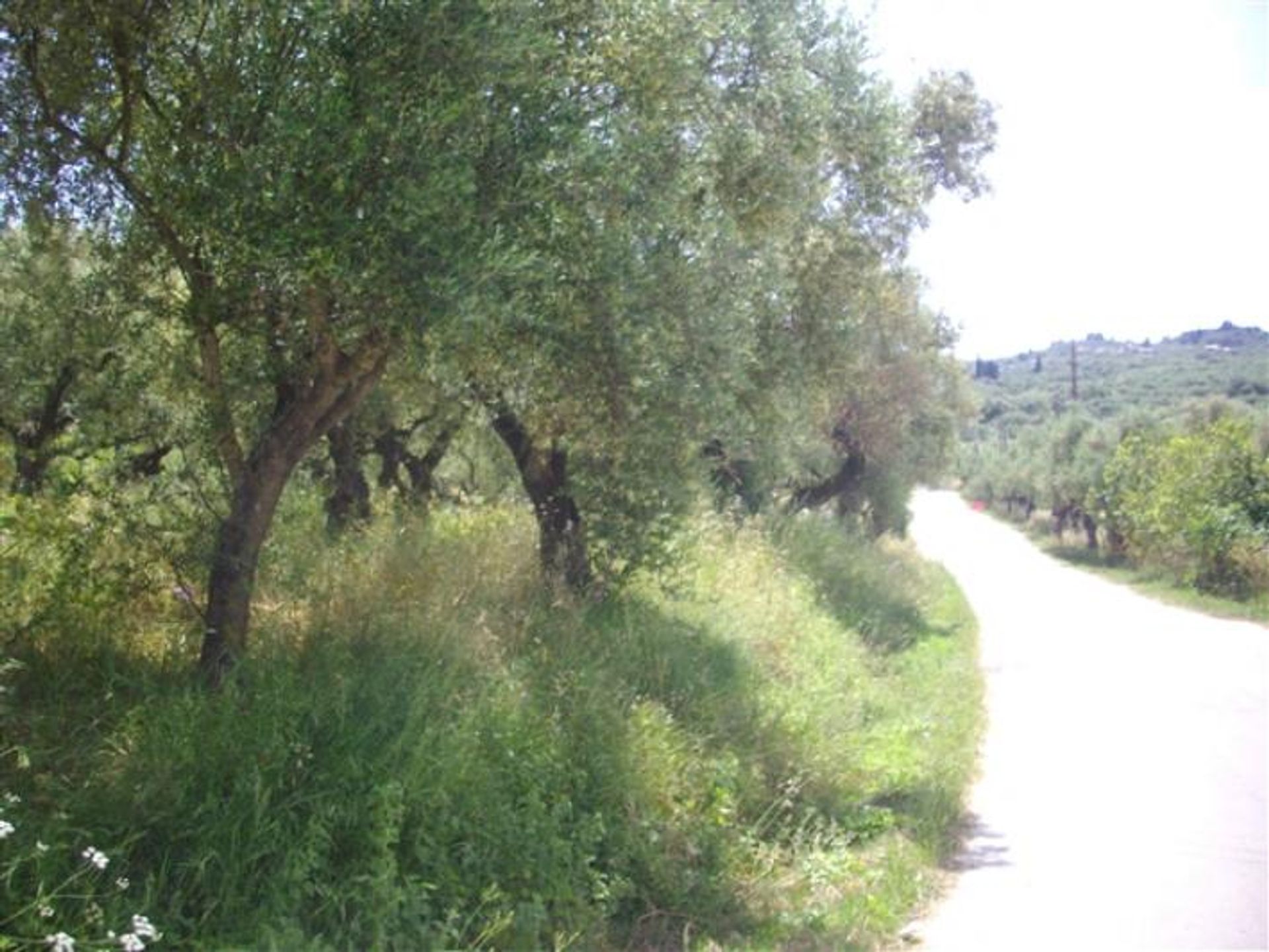 Land im Zakynthos, Zakinthos 10086649