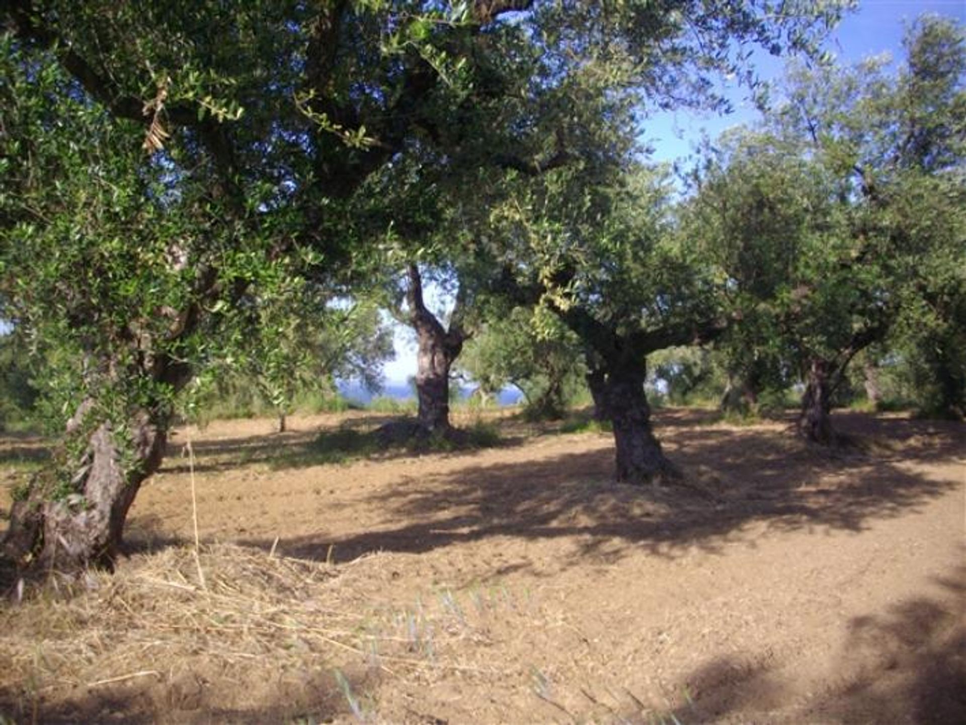 Tanah dalam Zakynthos, Zakinthos 10086649