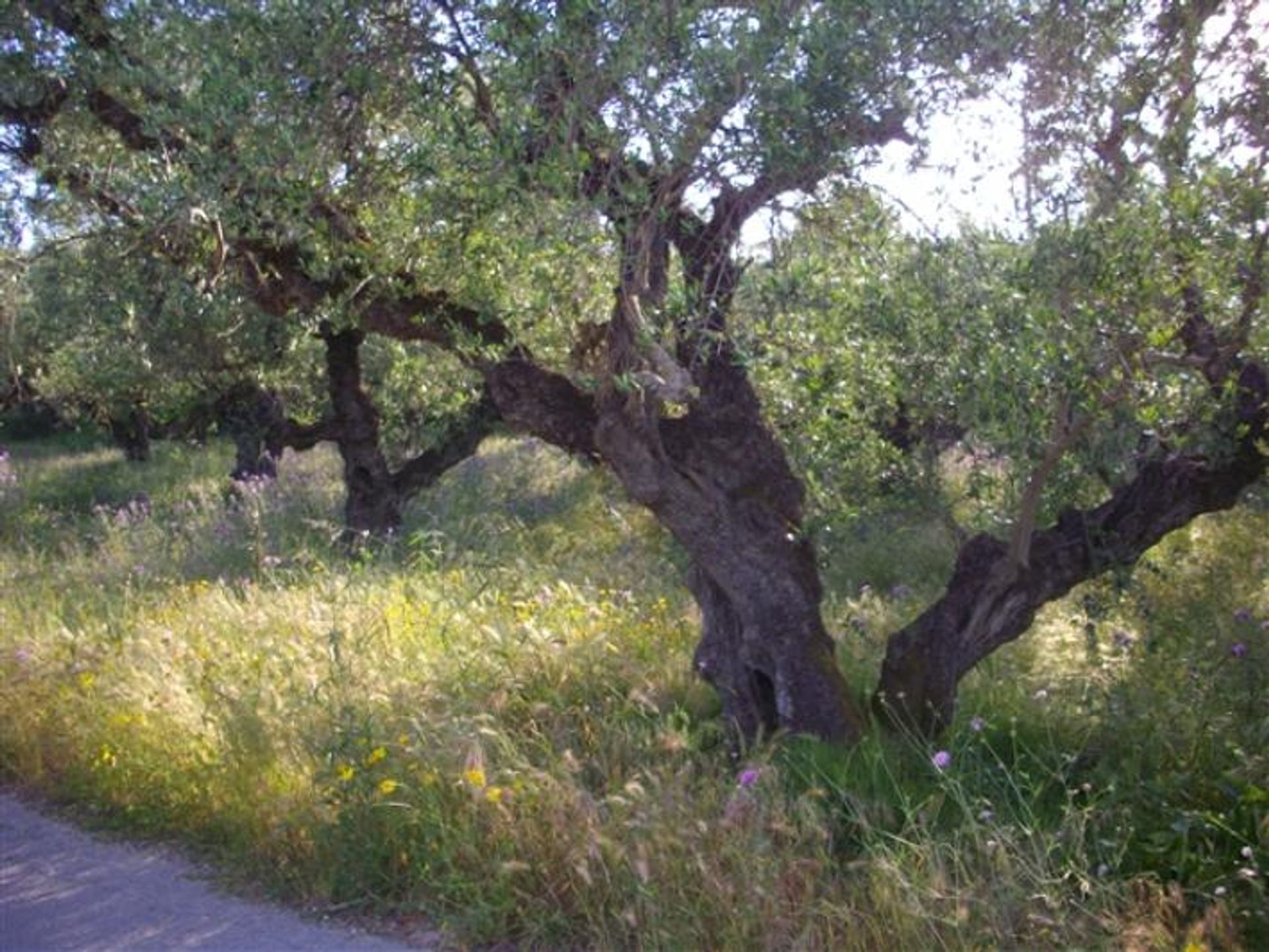 Tanah dalam Zakynthos, Zakinthos 10086649