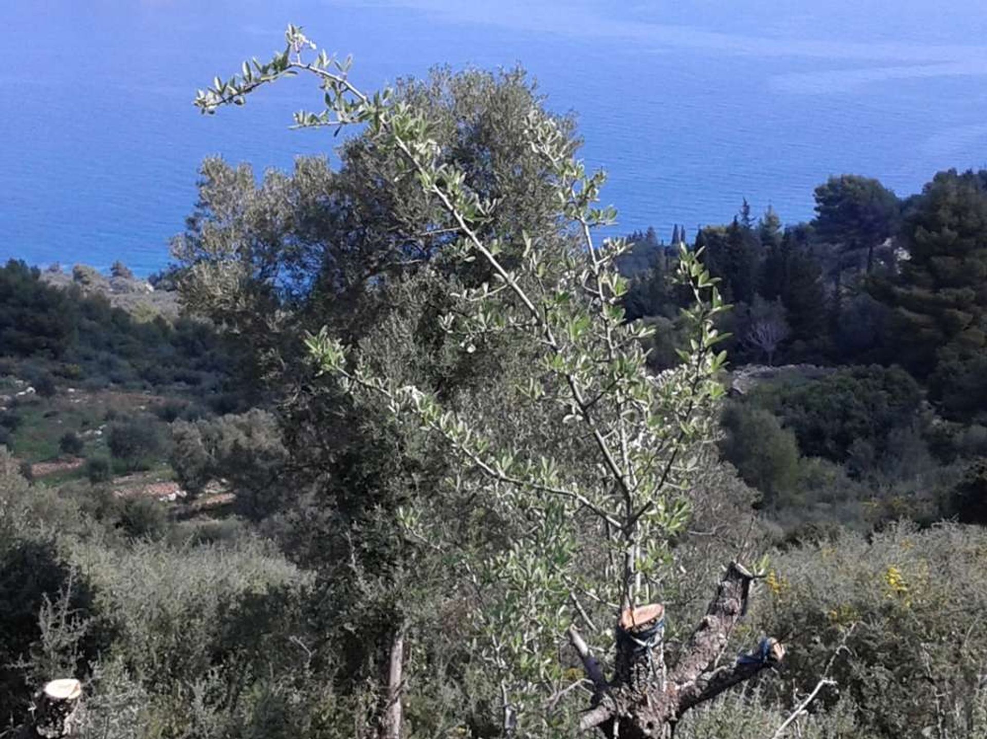 Tanah dalam Zakynthos, Zakinthos 10086652