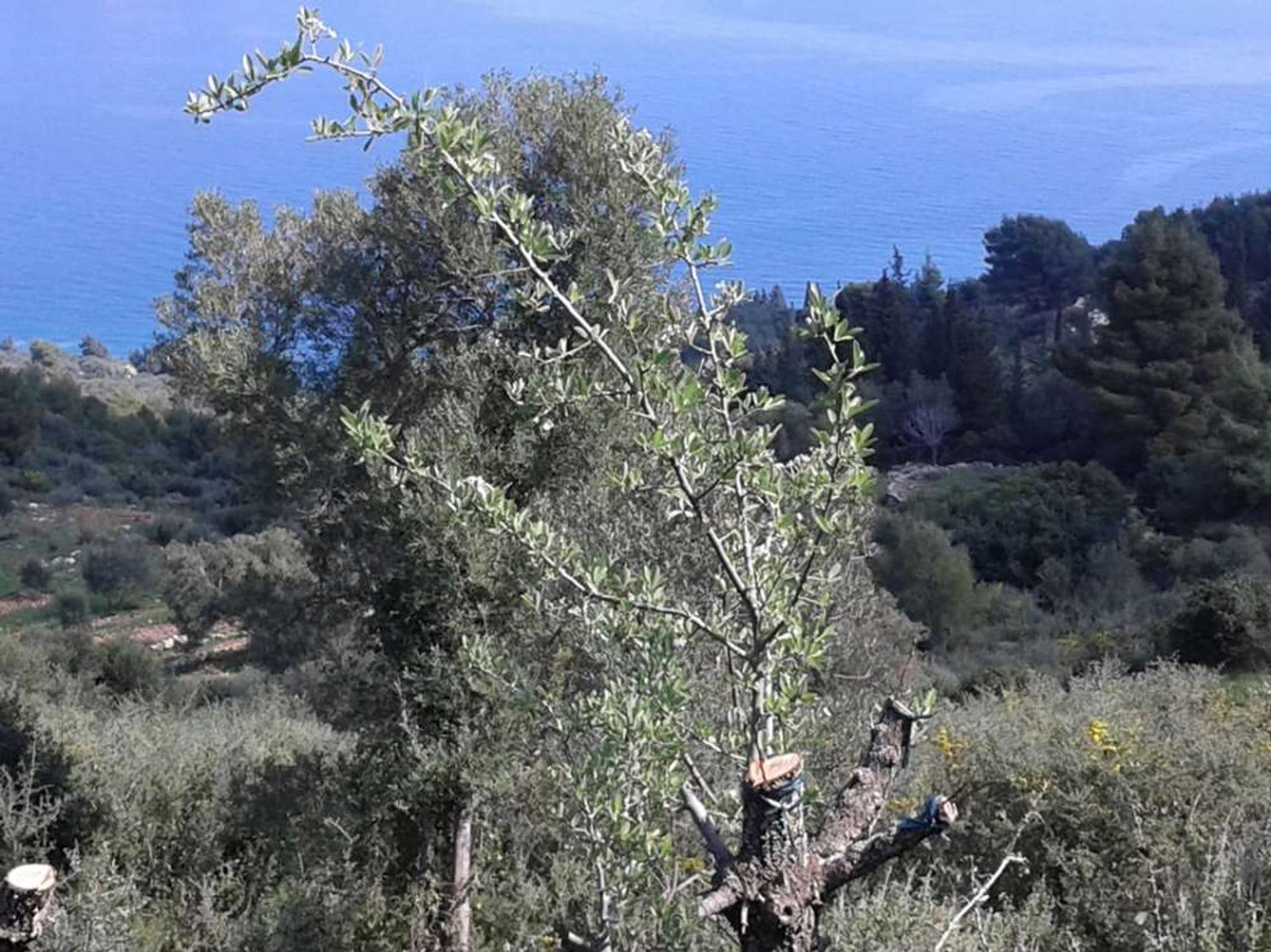 Tanah dalam Zakynthos, Zakinthos 10086652