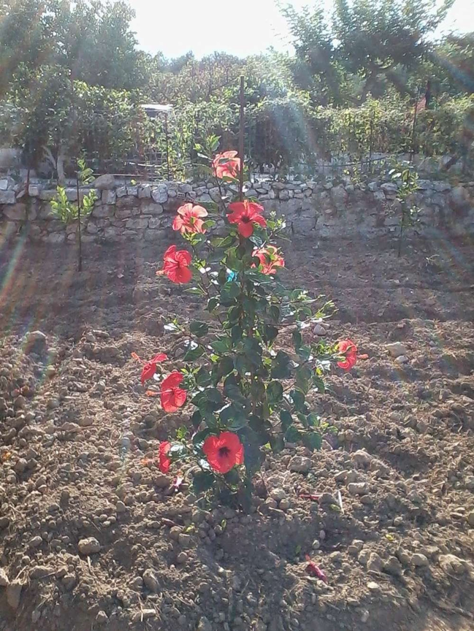 Tanah dalam Zakynthos, Zakinthos 10086655