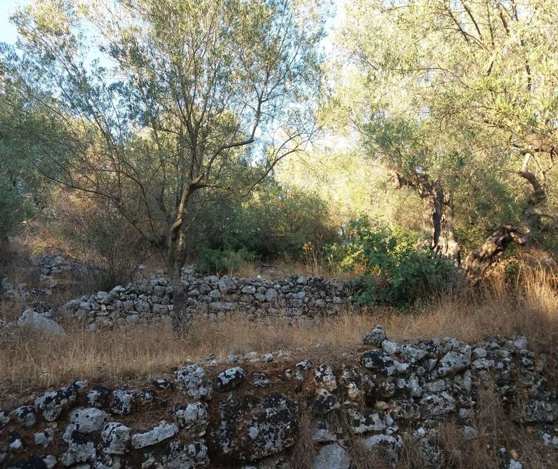 Tierra en bochalí, Jonia Nisia 10086661