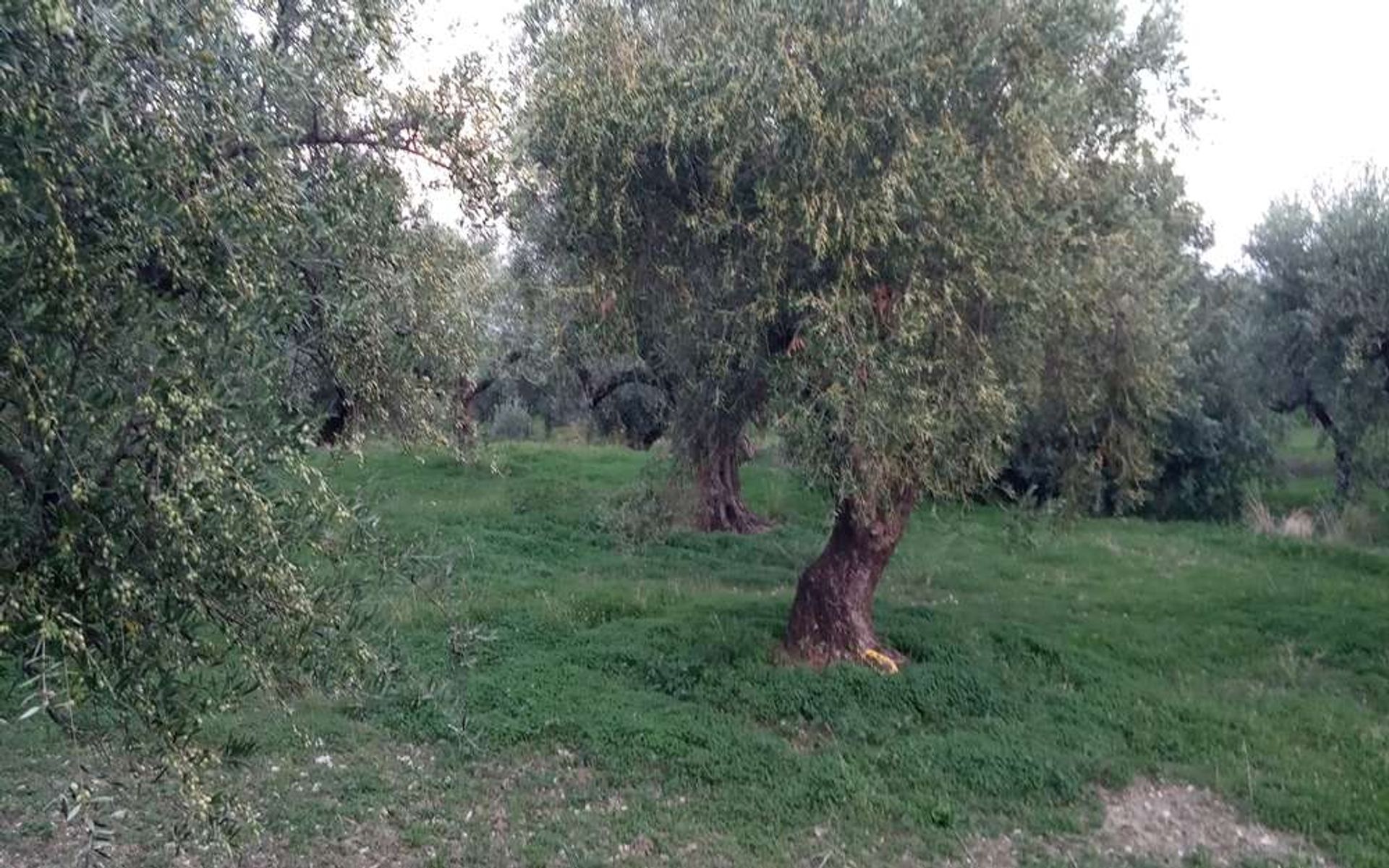 土地 在 Zakynthos, Zakinthos 10086662