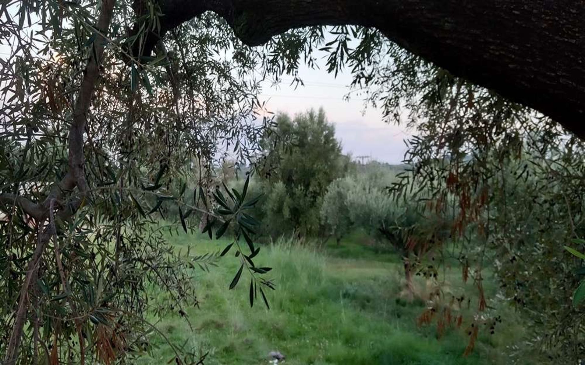 土地 在 Zakynthos, Zakinthos 10086662