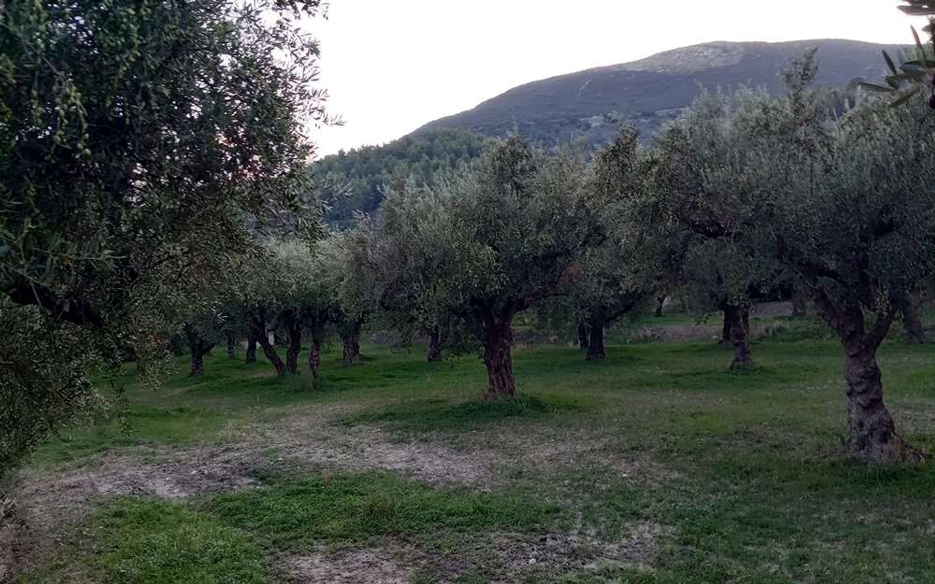 土地 在 Zakynthos, Zakinthos 10086662