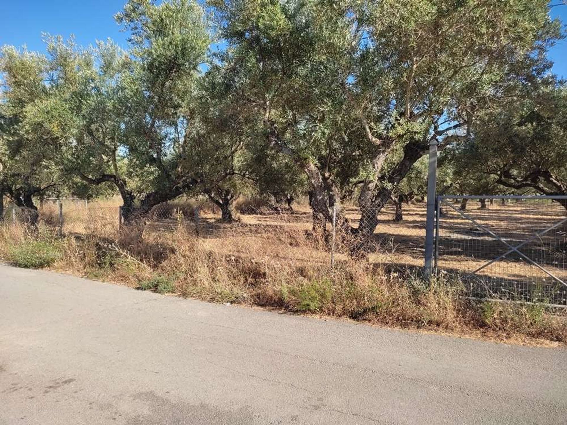 Tierra en Zakynthos, Zakinthos 10086663