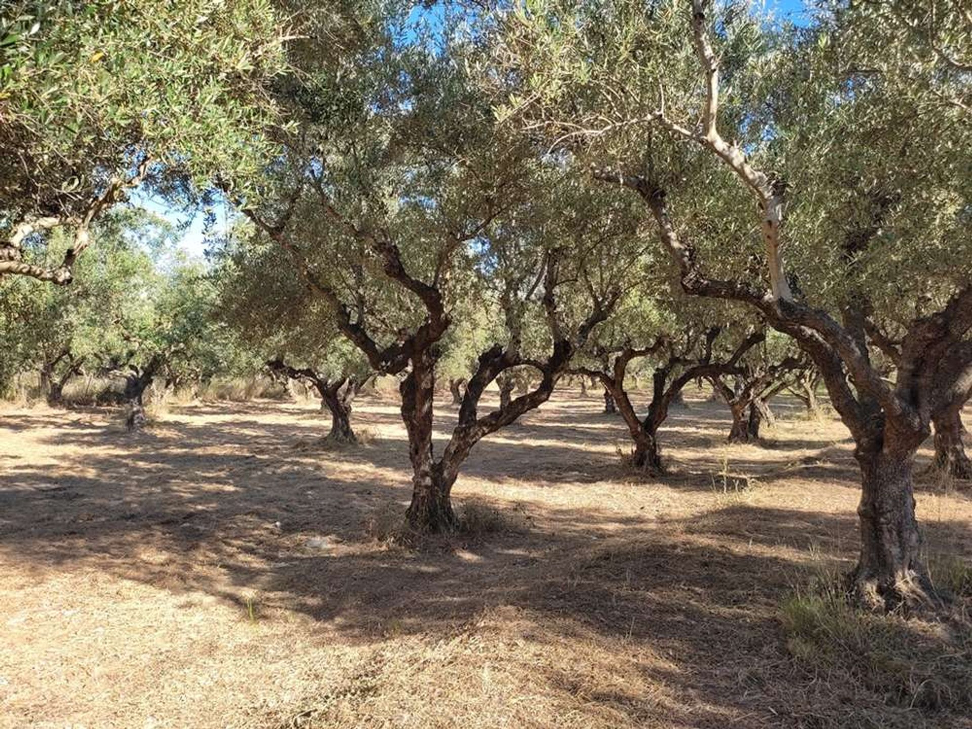 Tierra en Zakynthos, Zakinthos 10086663