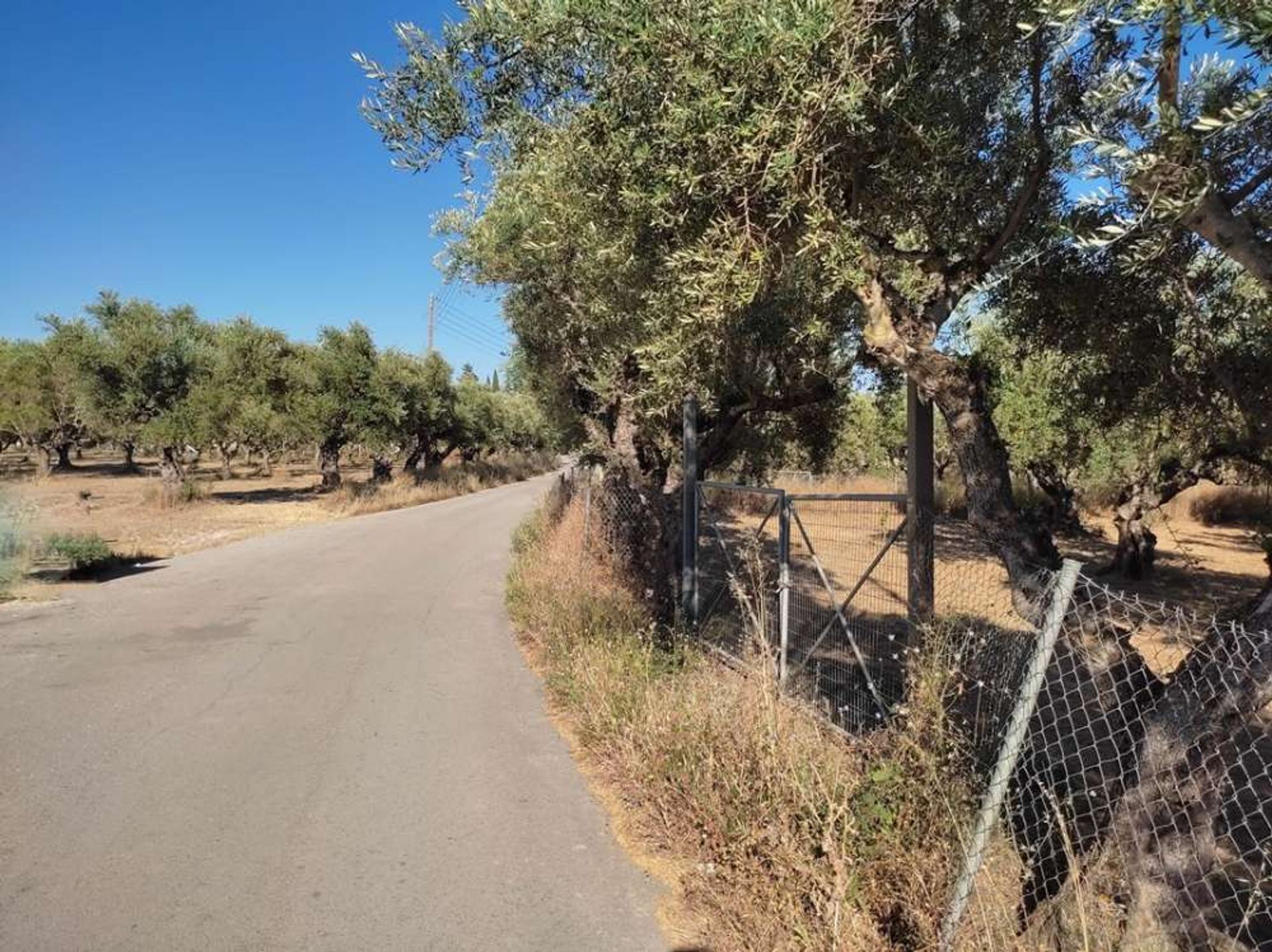 Tierra en bochalí, Jonia Nisia 10086663