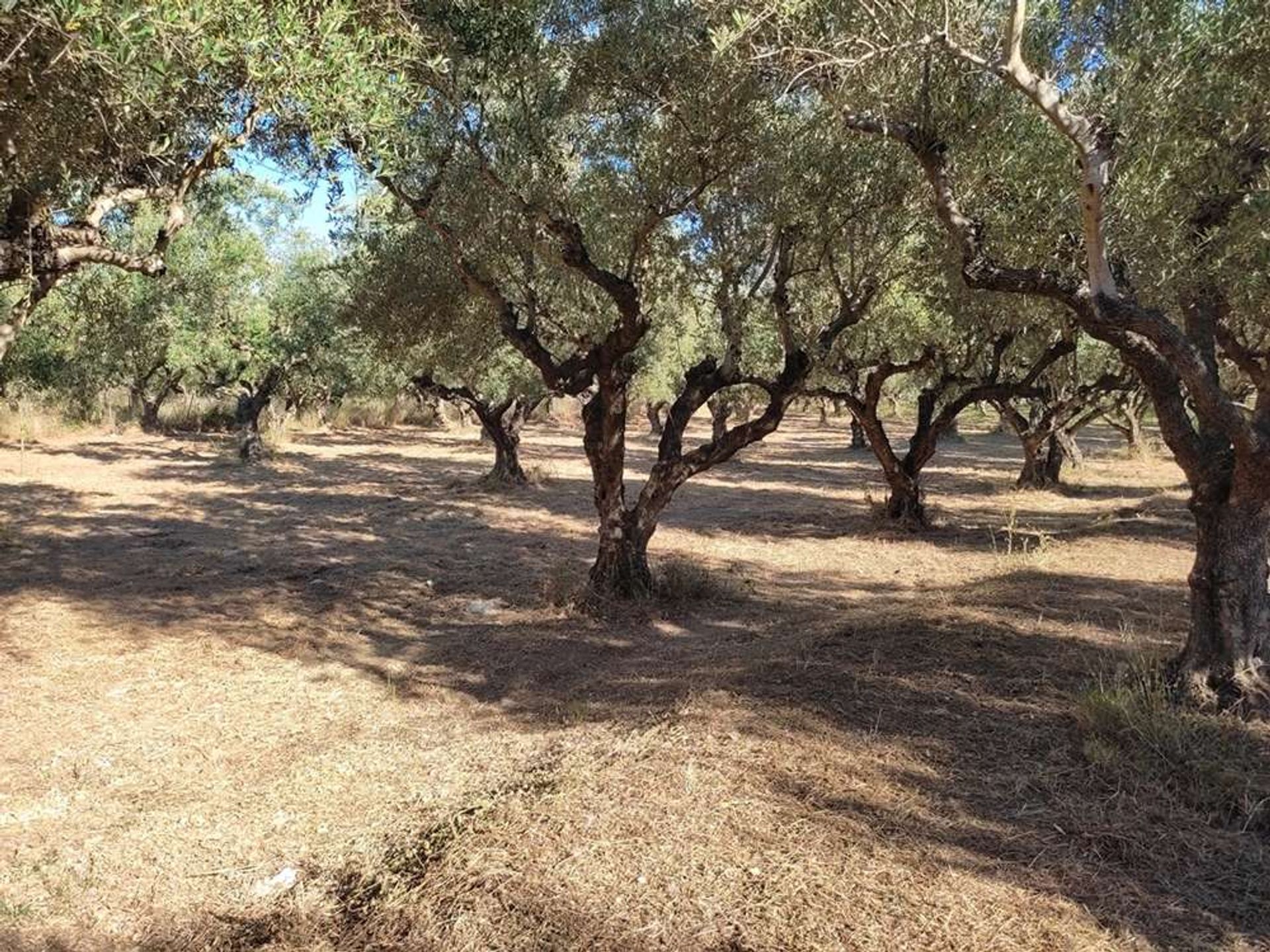 Tierra en bochalí, Jonia Nisia 10086663