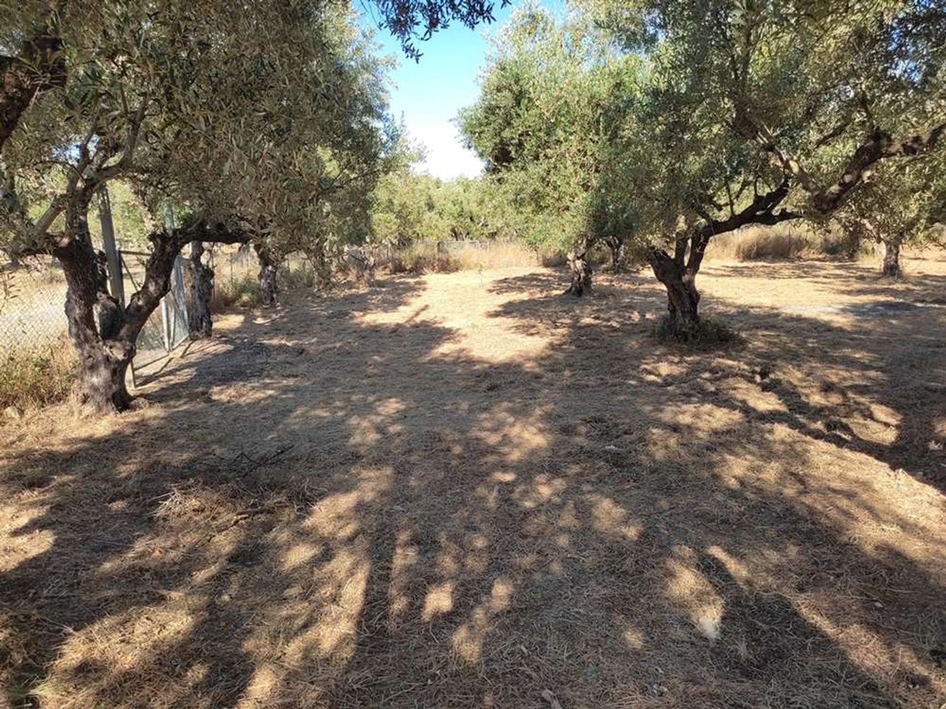 Tierra en Zakynthos, Zakinthos 10086663