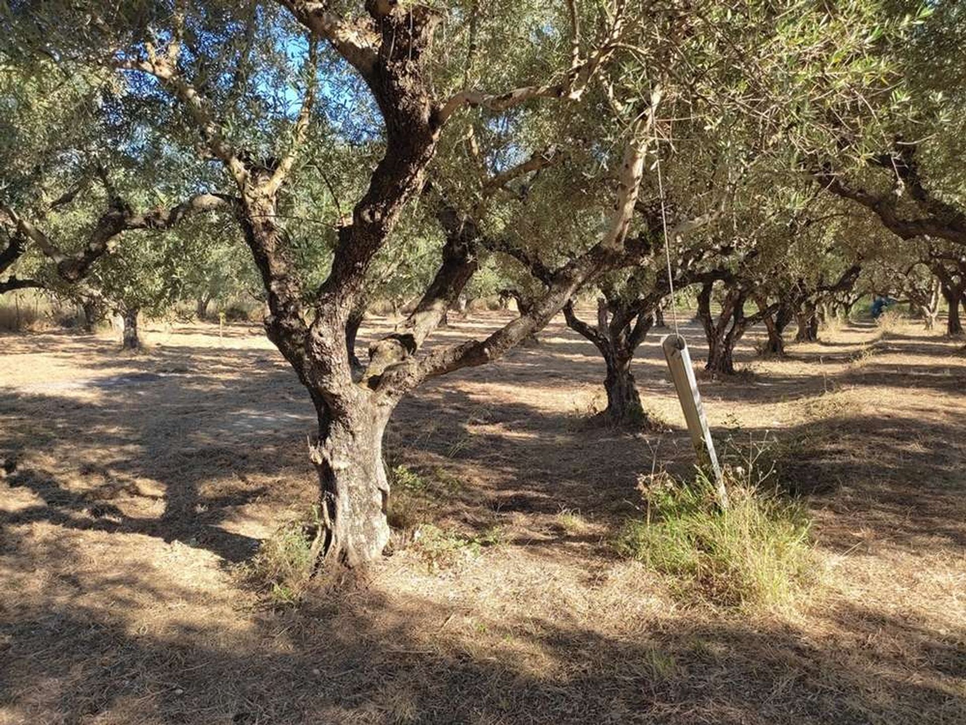 Tierra en Zakynthos, Zakinthos 10086663