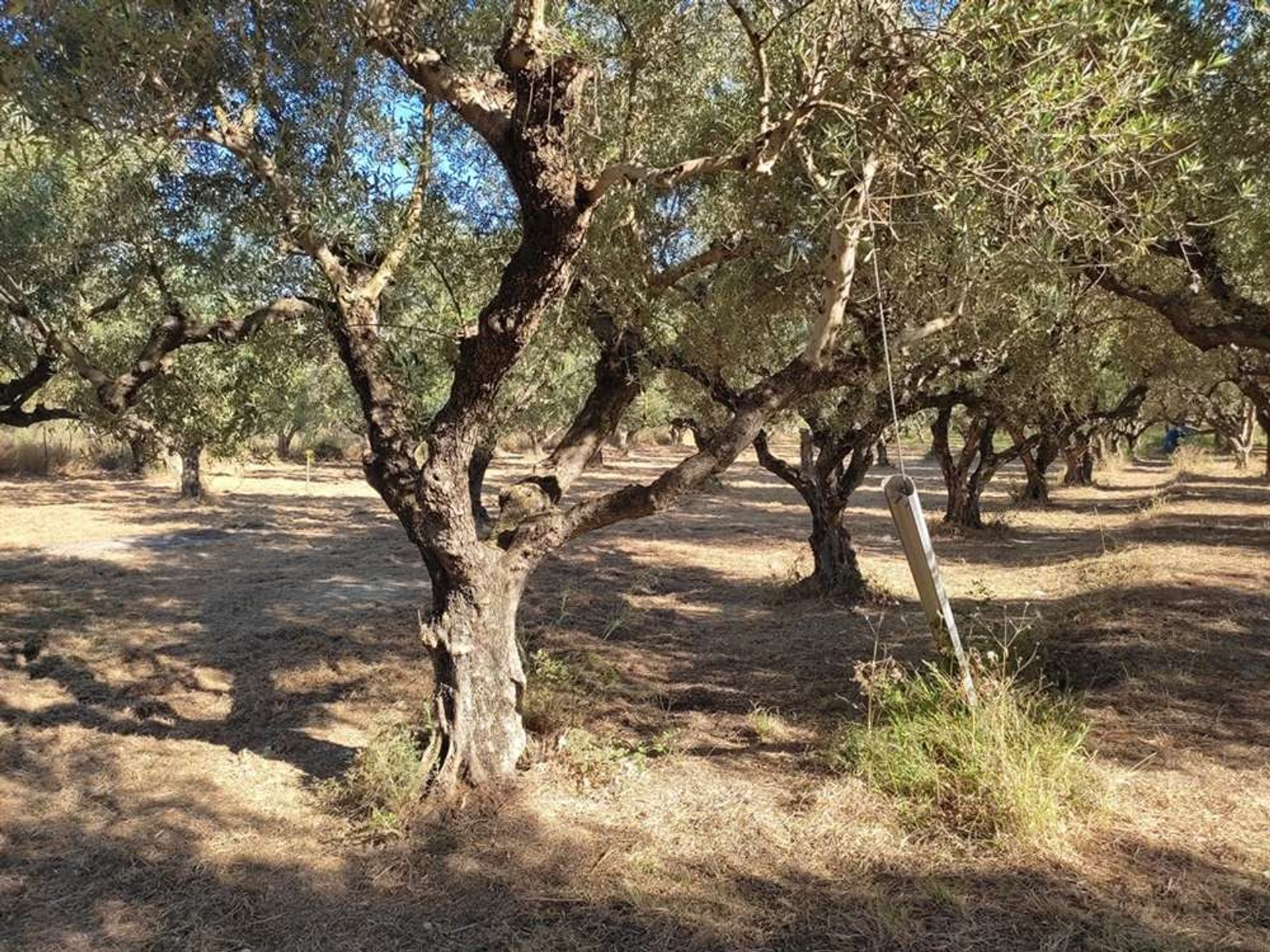 Tierra en Zakynthos, Zakinthos 10086663