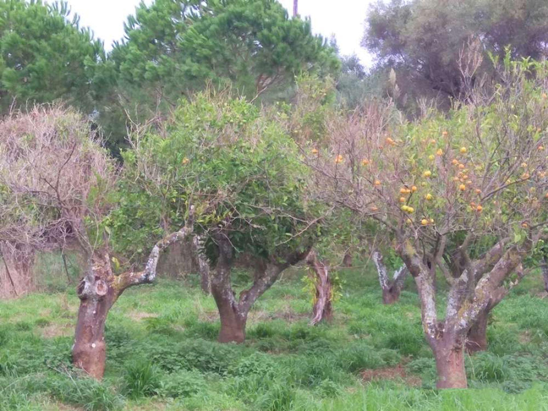 Земельные участки в Zakynthos, Zakinthos 10086668