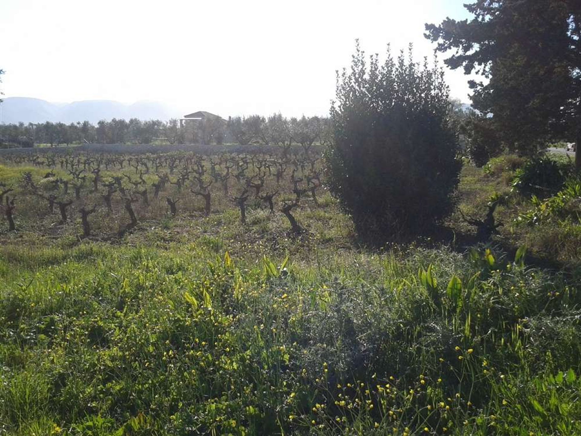 Tanah dalam Zakynthos, Zakinthos 10086676