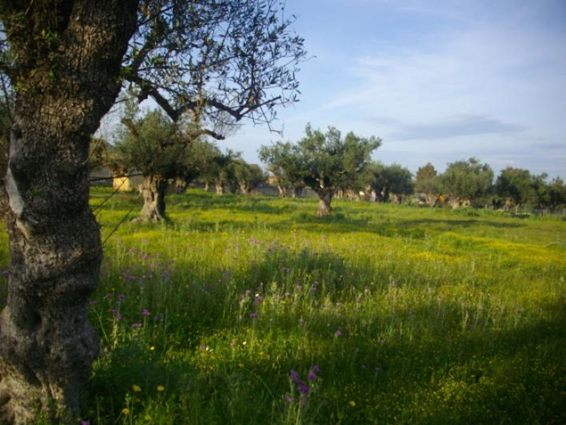 Land in Zakynthos, Zakinthos 10086681