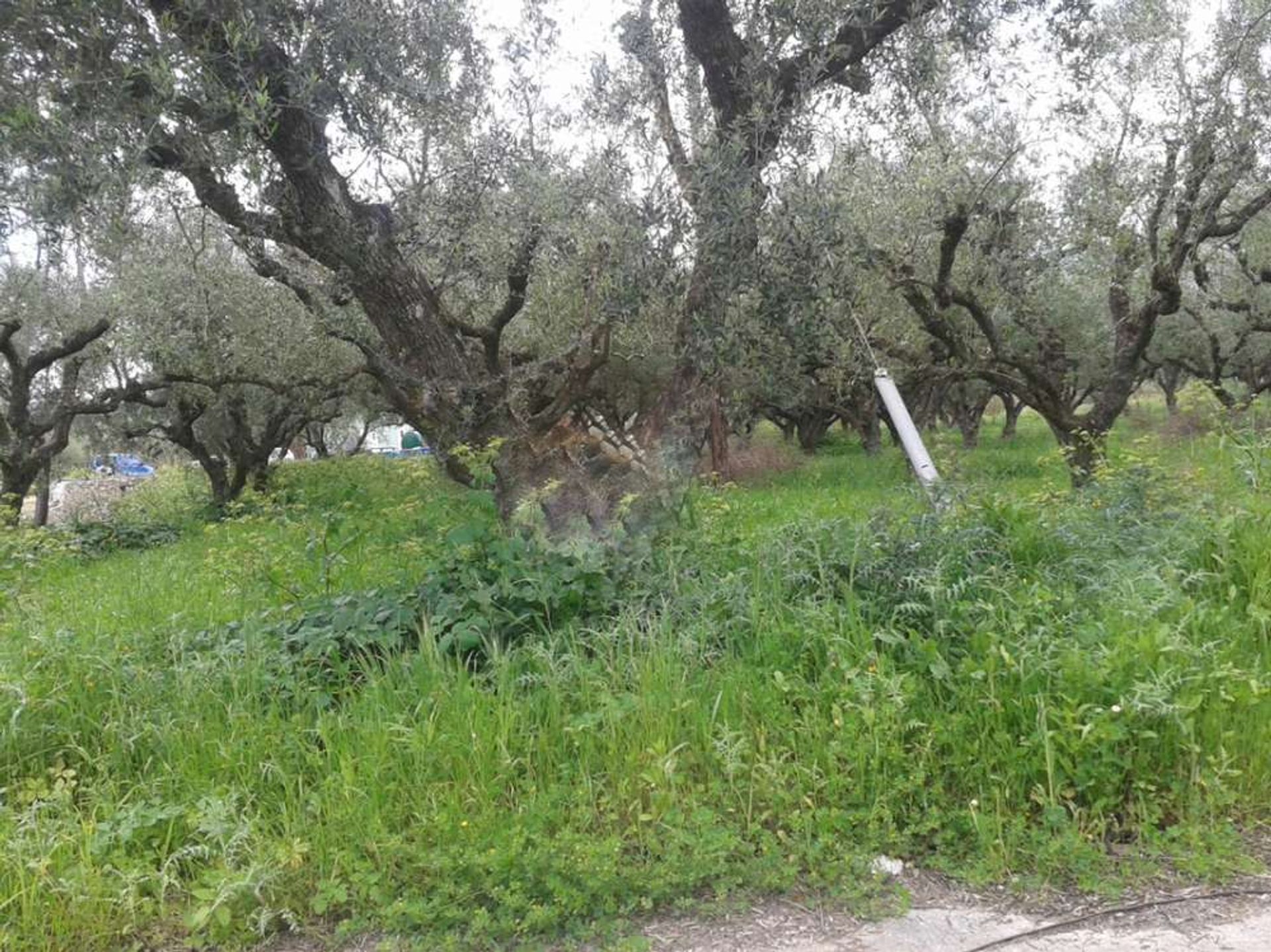 Land im Zakynthos, Zakinthos 10086687