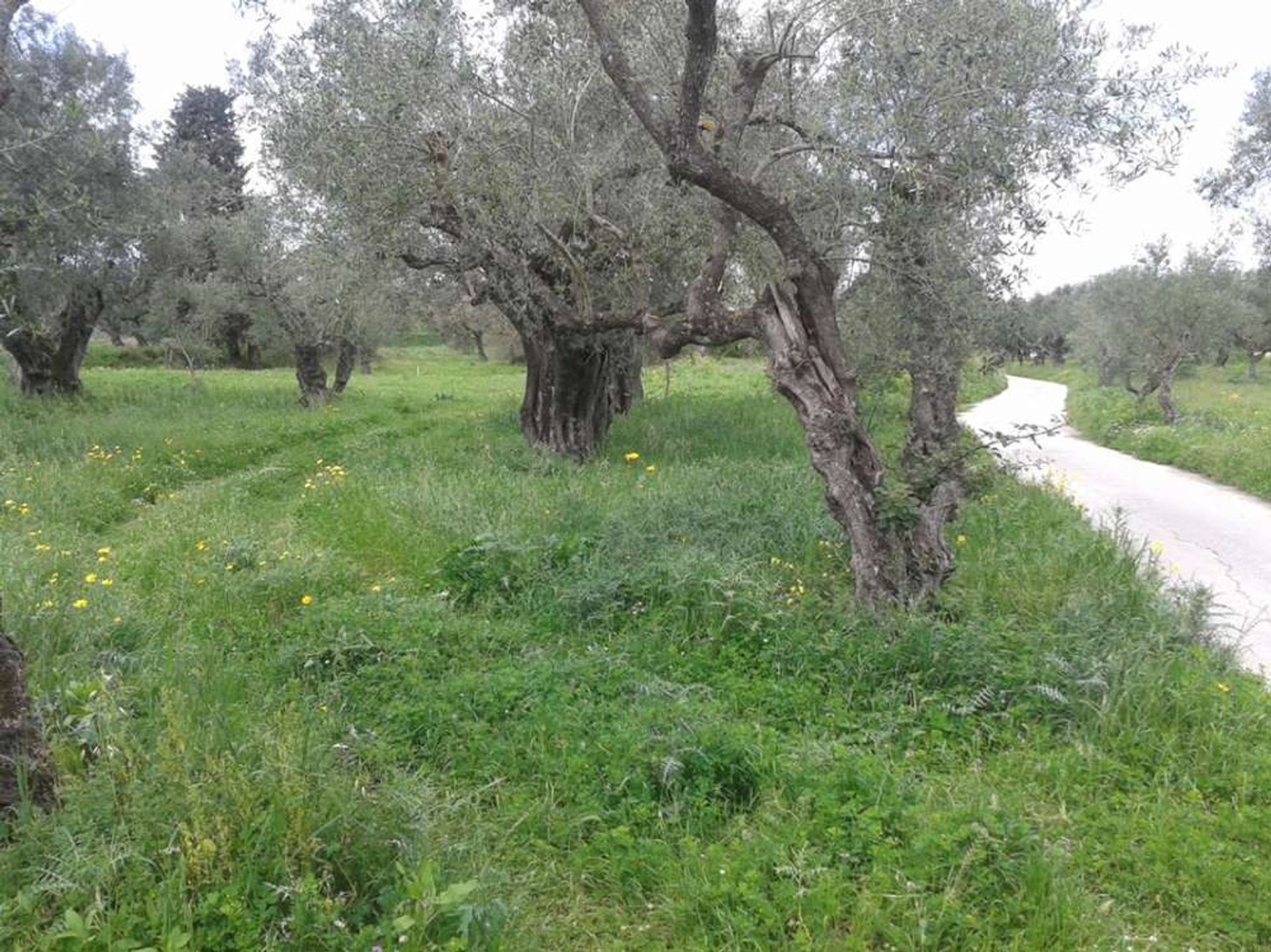 Land im Zakynthos, Zakinthos 10086687