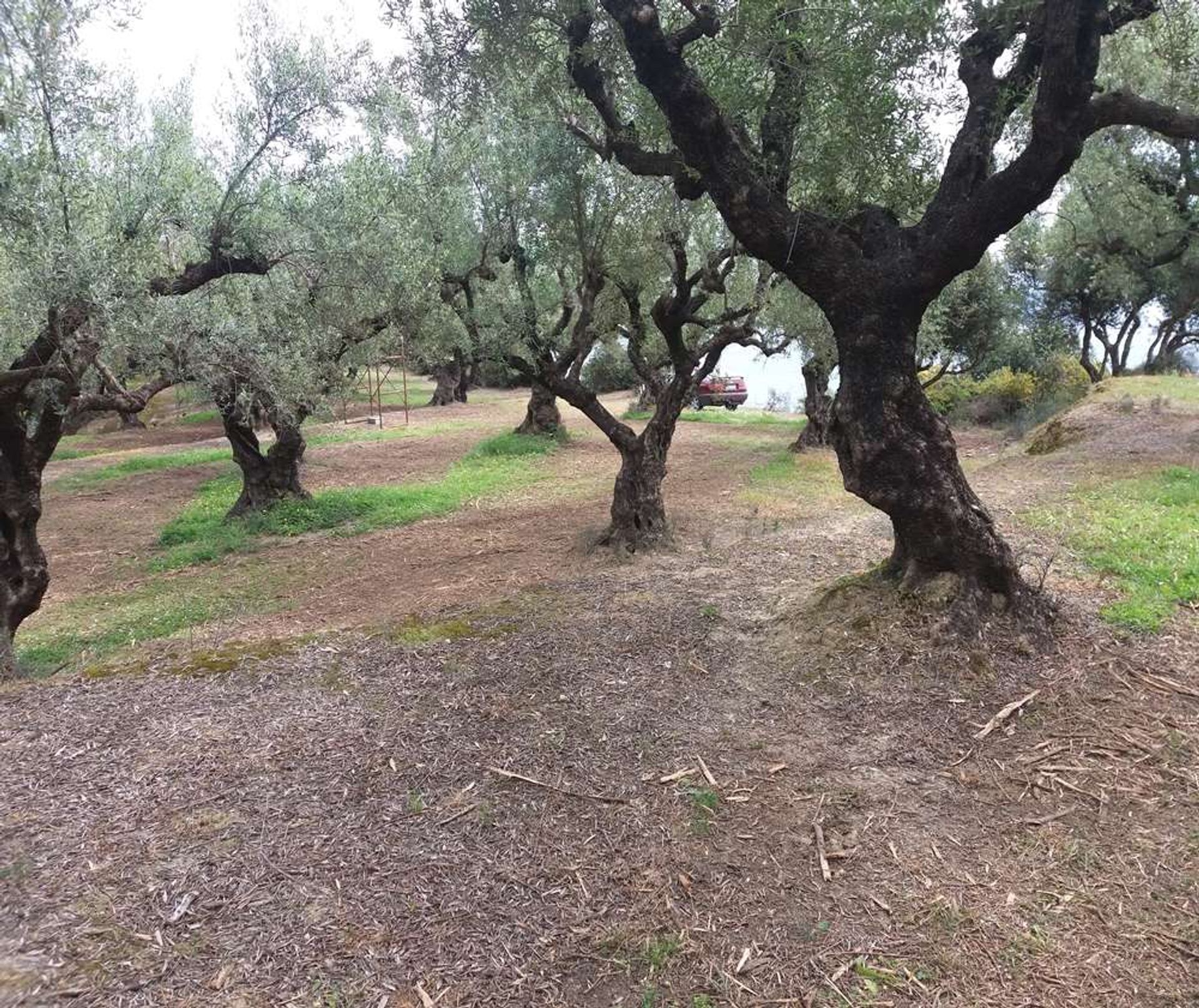 Land in Zakynthos, Zakinthos 10086690