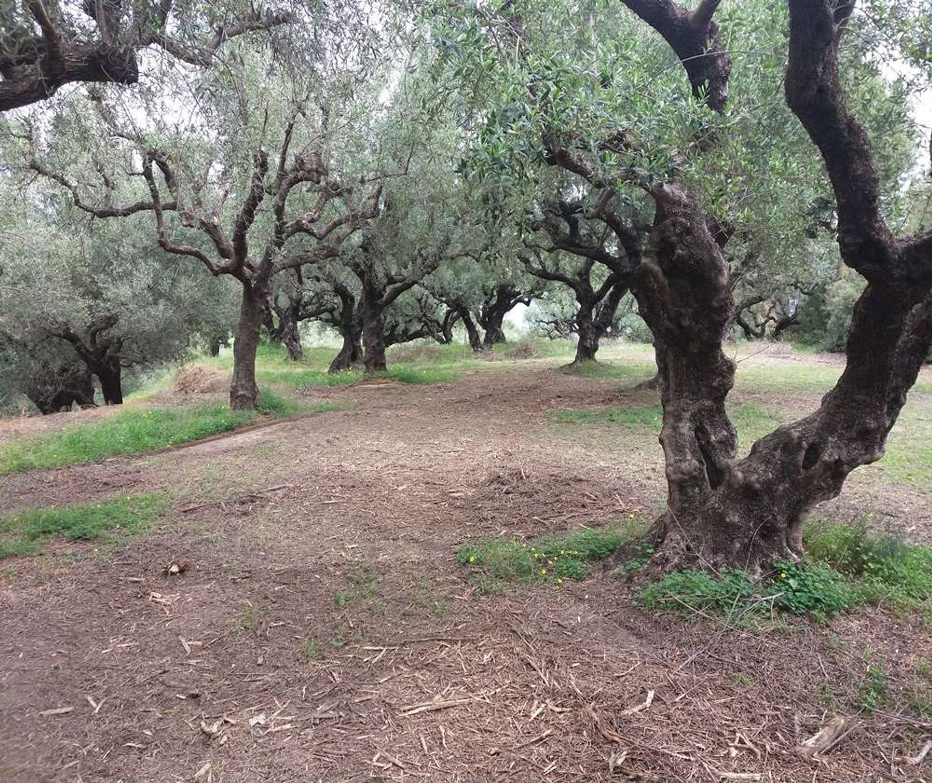 Land in Zakynthos, Zakinthos 10086690