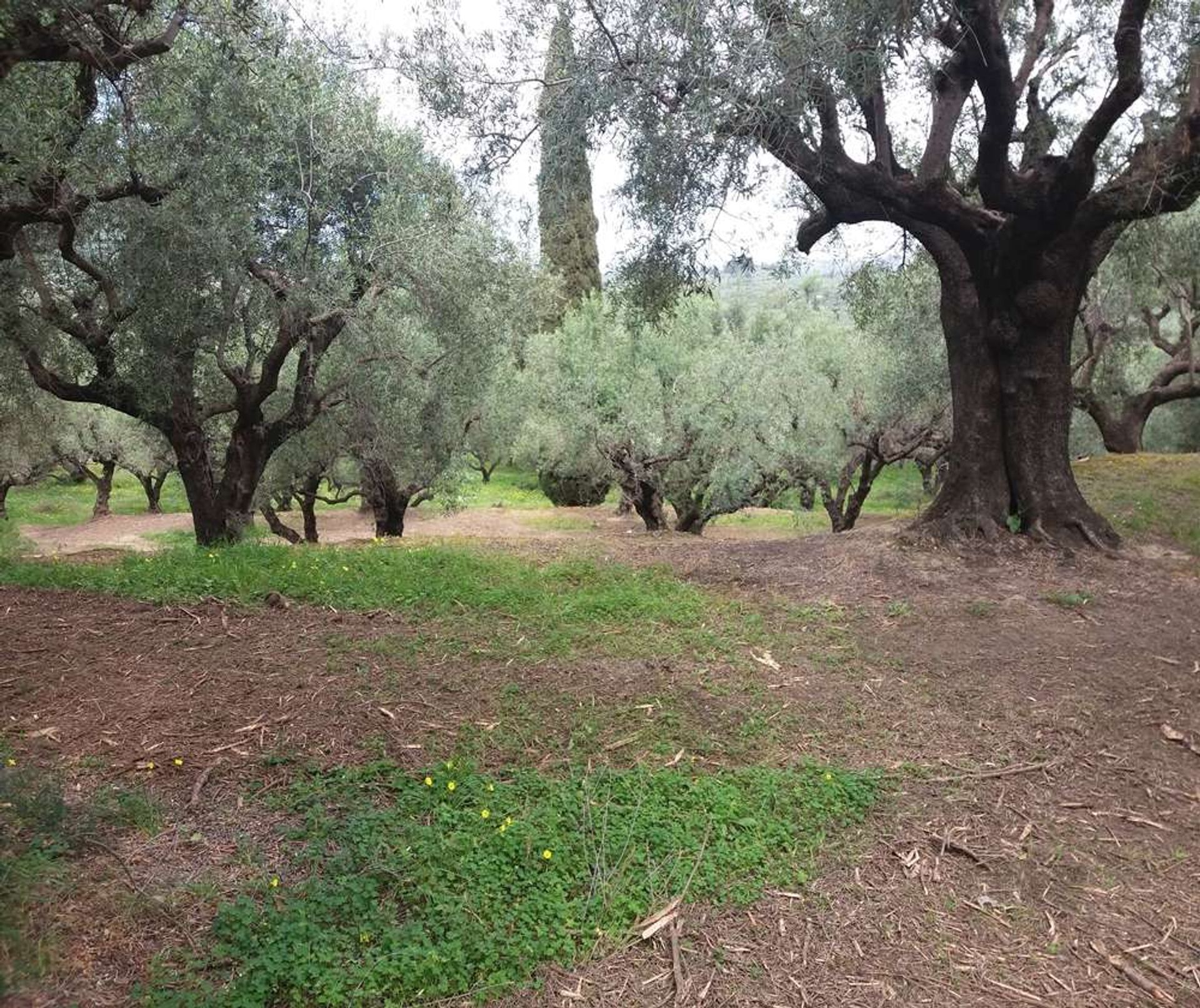 Земельные участки в Zakynthos, Zakinthos 10086690