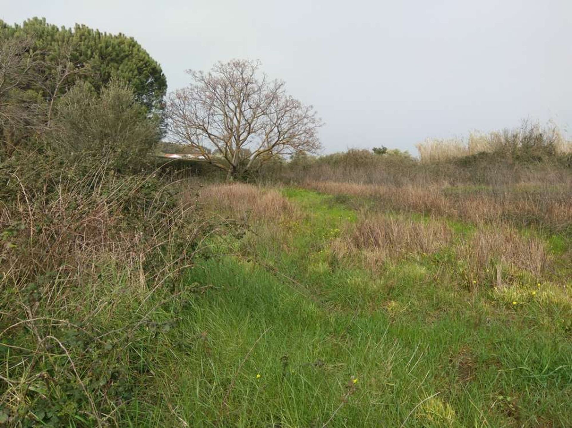 Tierra en bochalí, Jonia Nisia 10086691