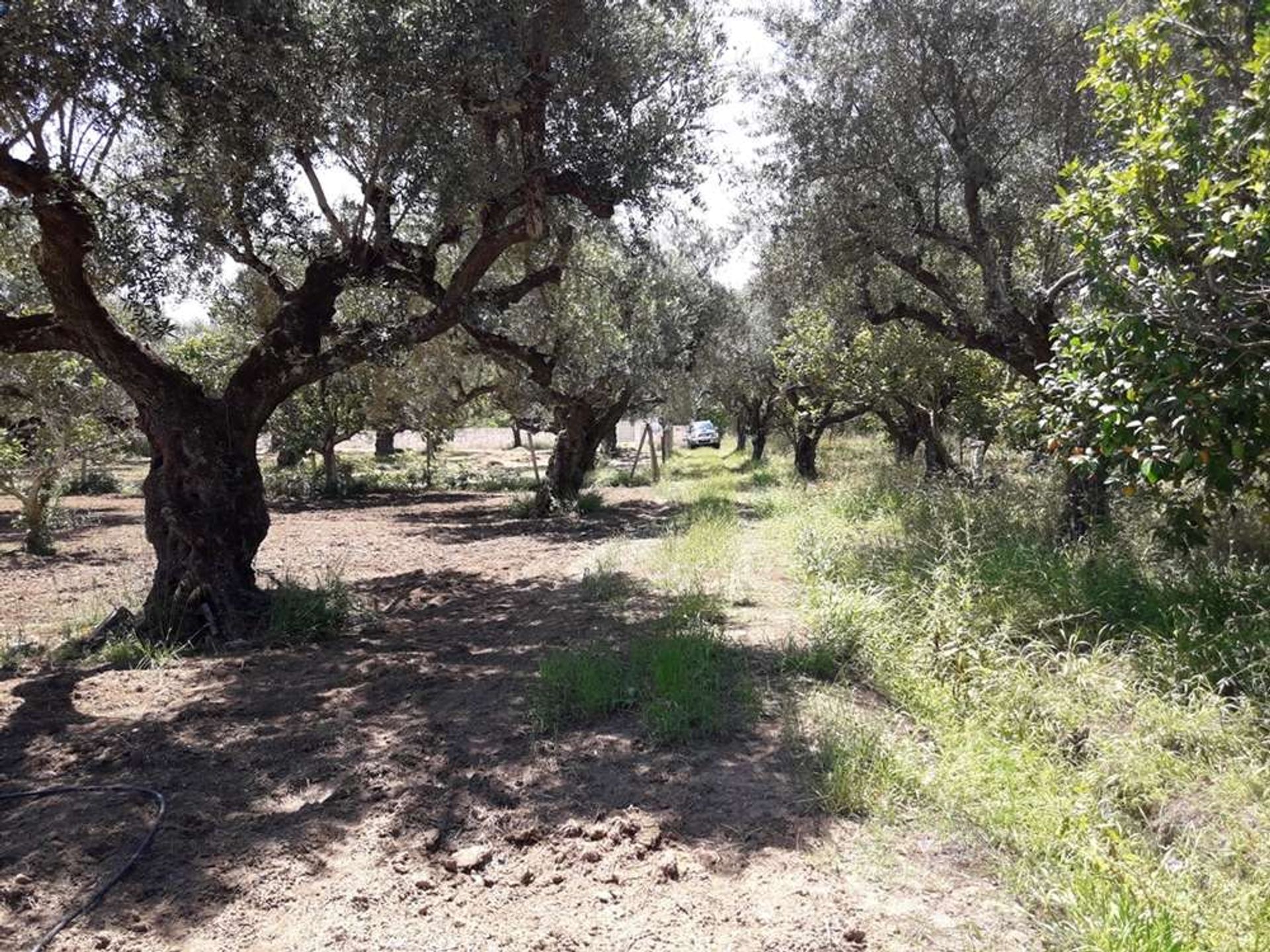 Tierra en Zakynthos, Zakinthos 10086692