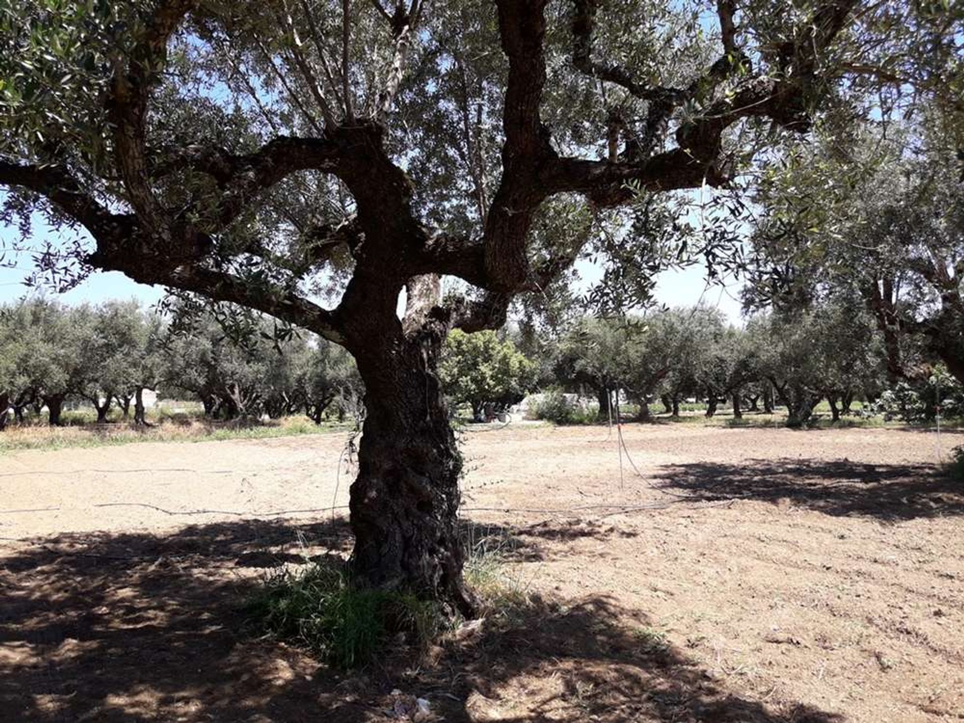 Tierra en Zakynthos, Zakinthos 10086692