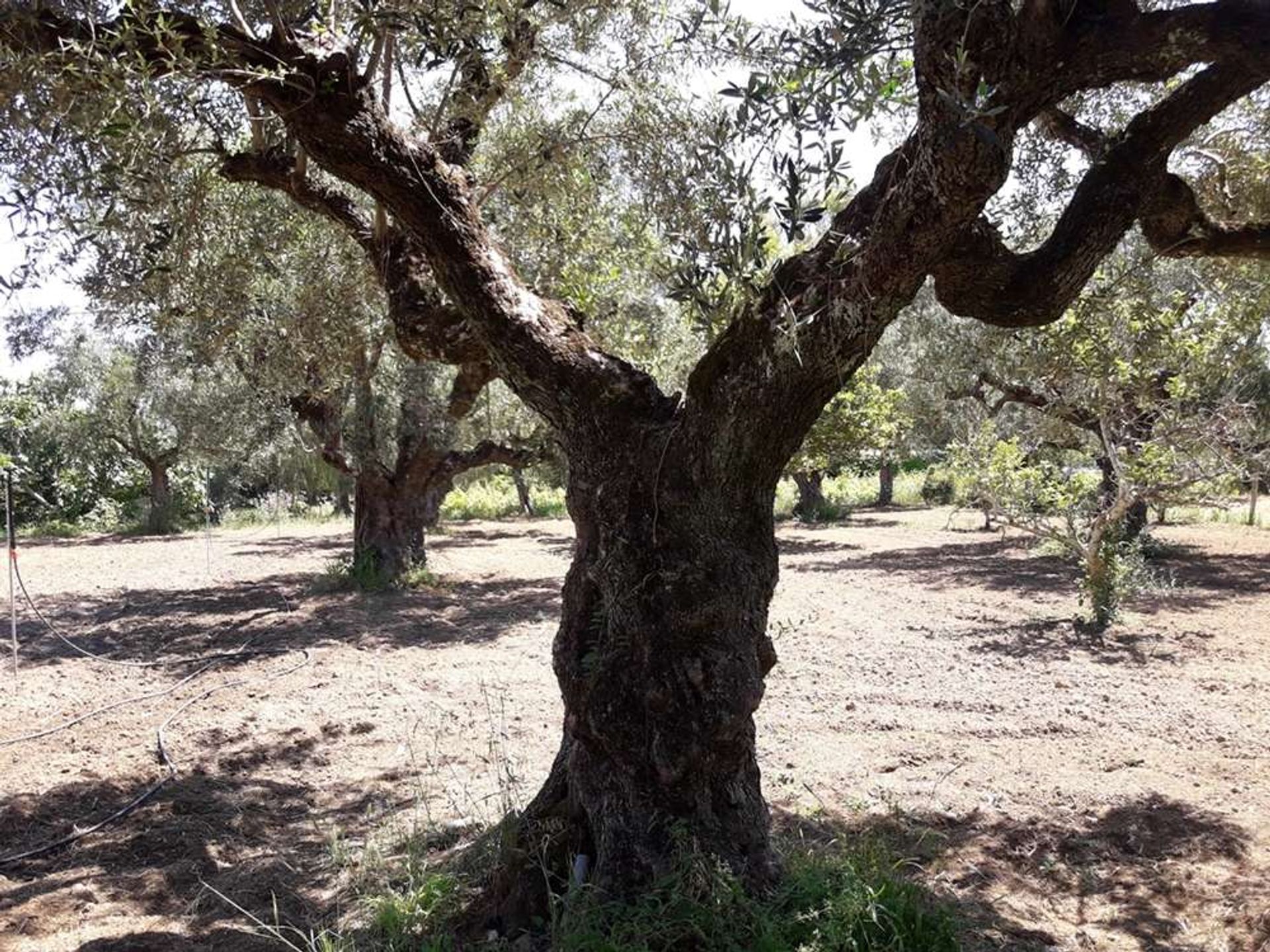 Tierra en Zakynthos, Zakinthos 10086692