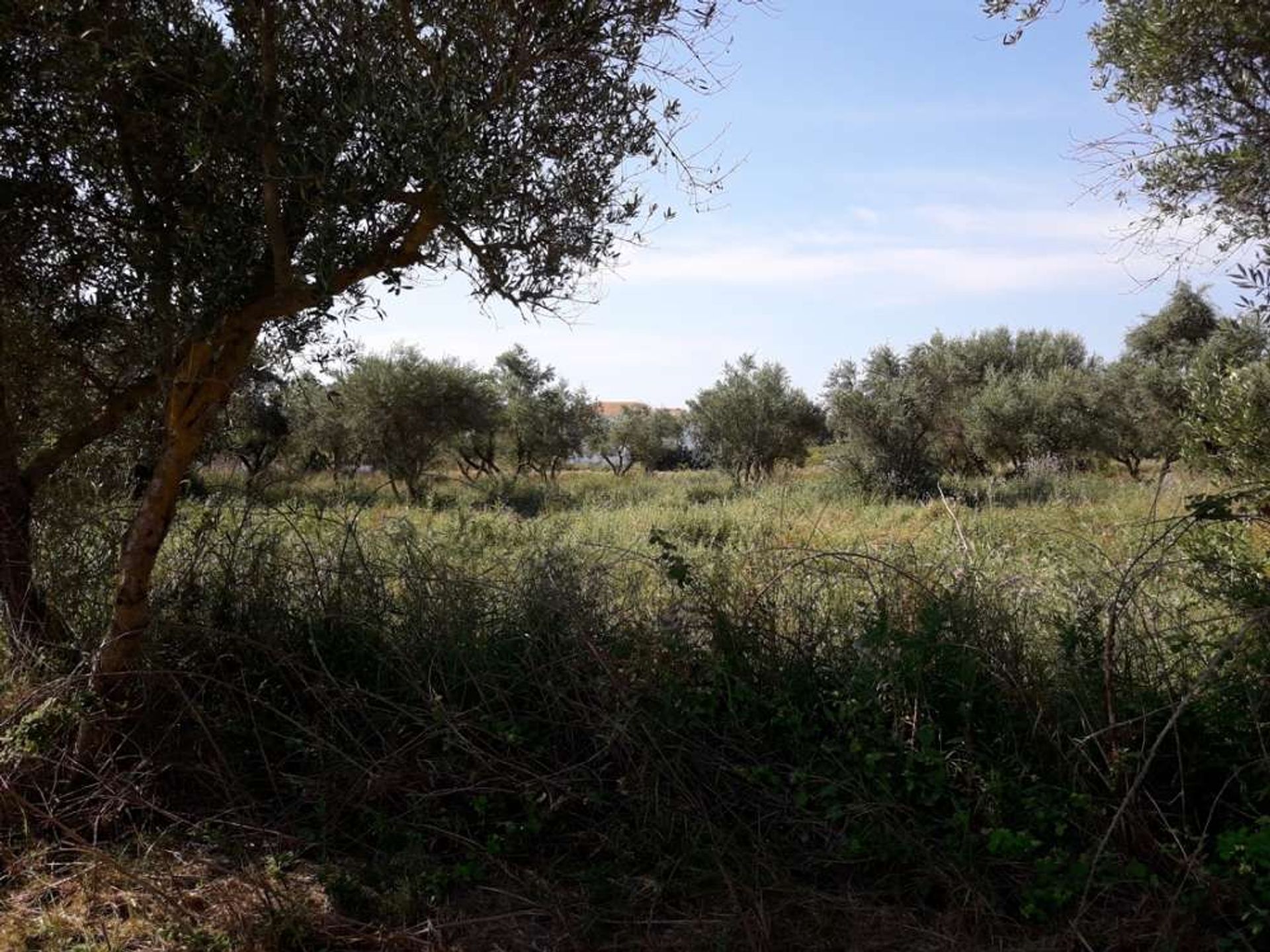 Land in Bochali, Ionia Nisia 10086694